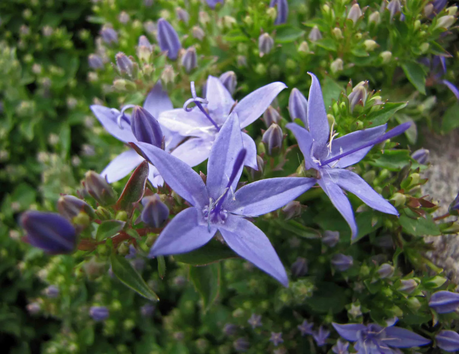 Dalmatian Bellflower (Campanula portenschlagiana)