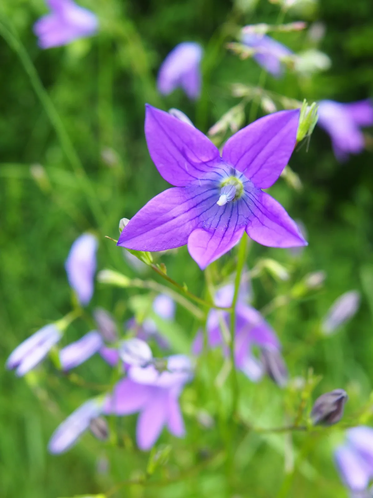 Spreading Bellflower (Campanula patula)