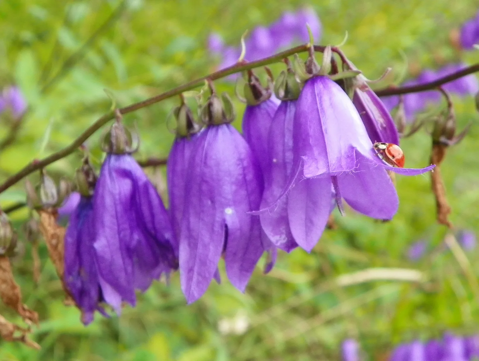 Creeping Bellflower (Campanula rapunculoides)