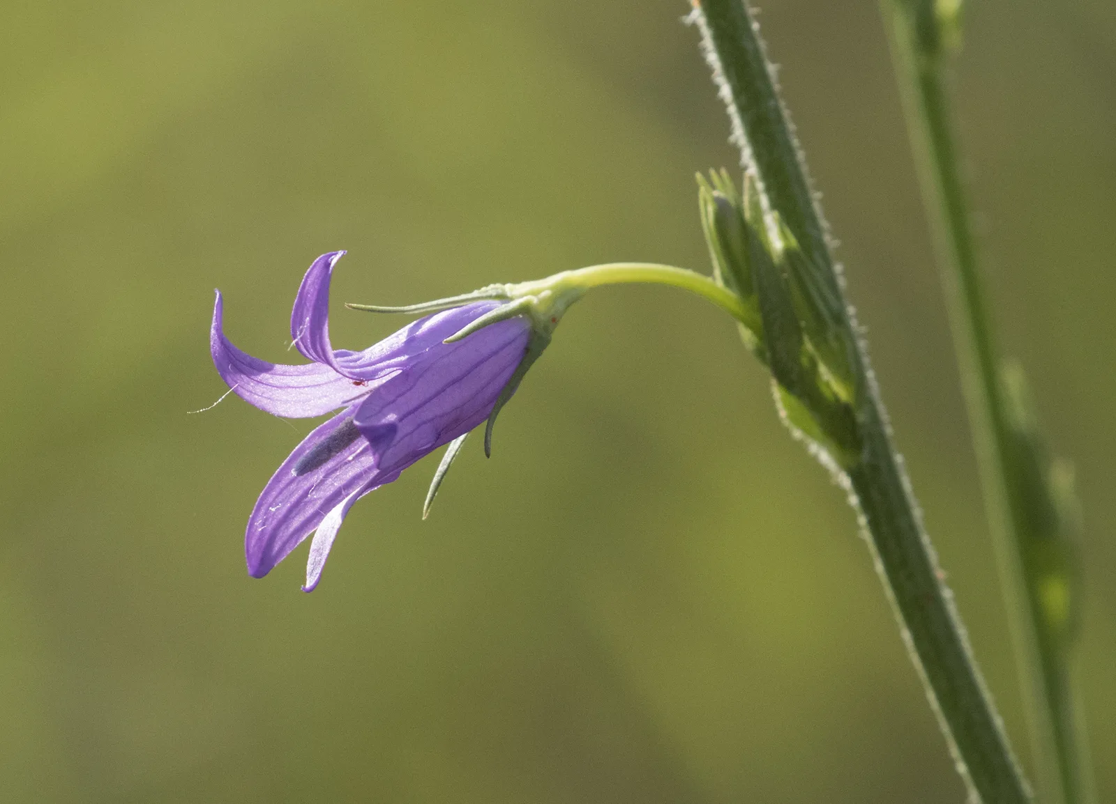 Rampion Bellflower