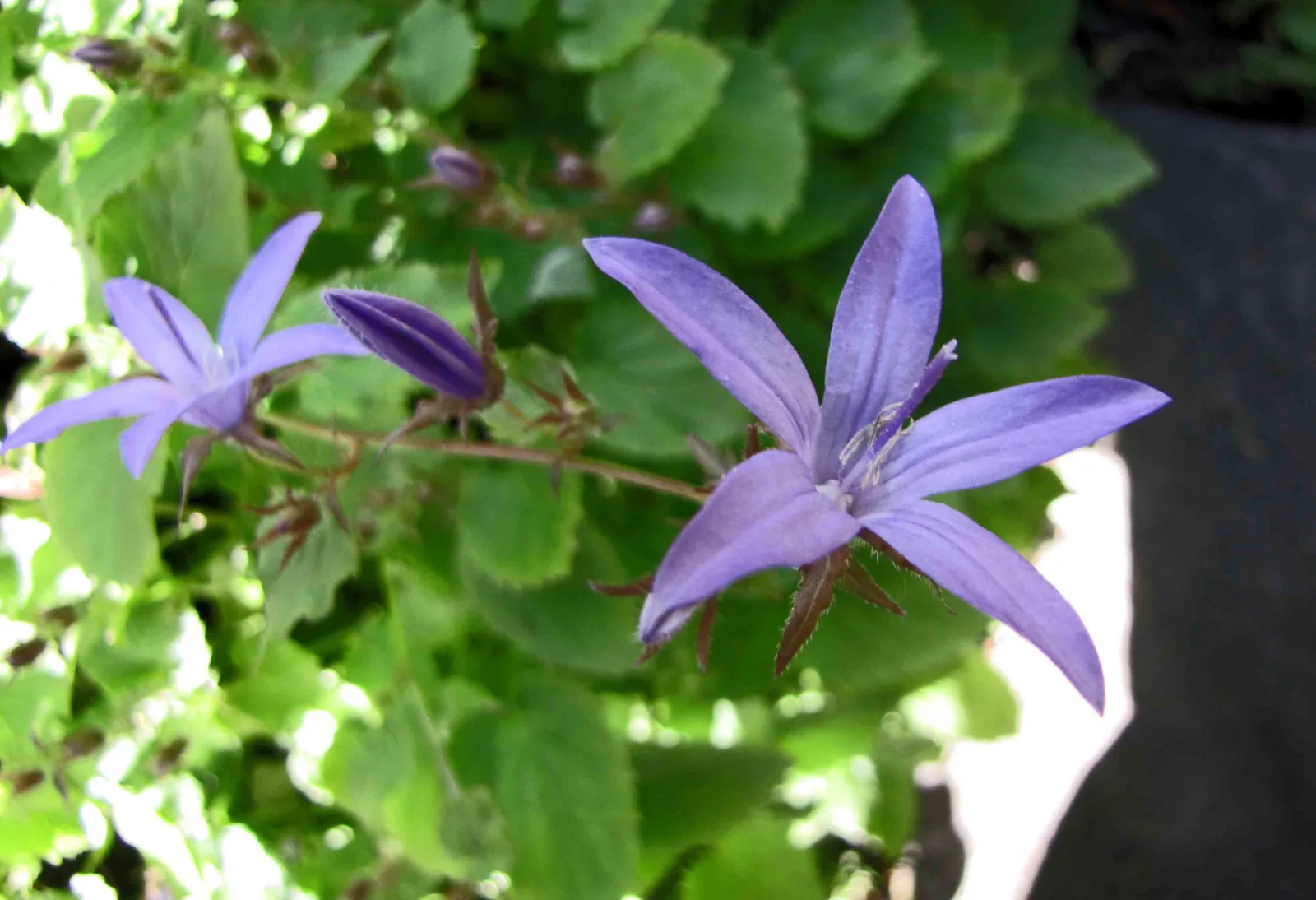 Adriatic Bellflower (Campanula garganica)