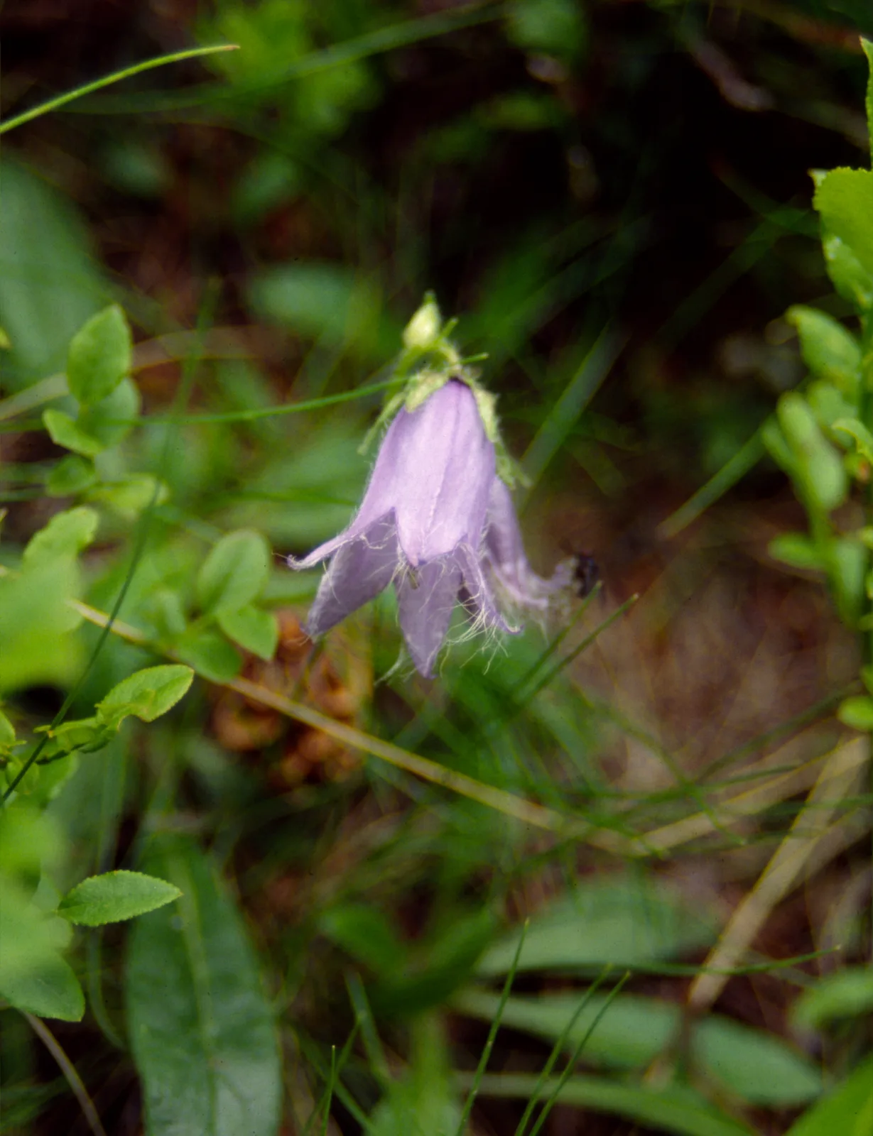Bearded Bellflower (Campanula barbata)