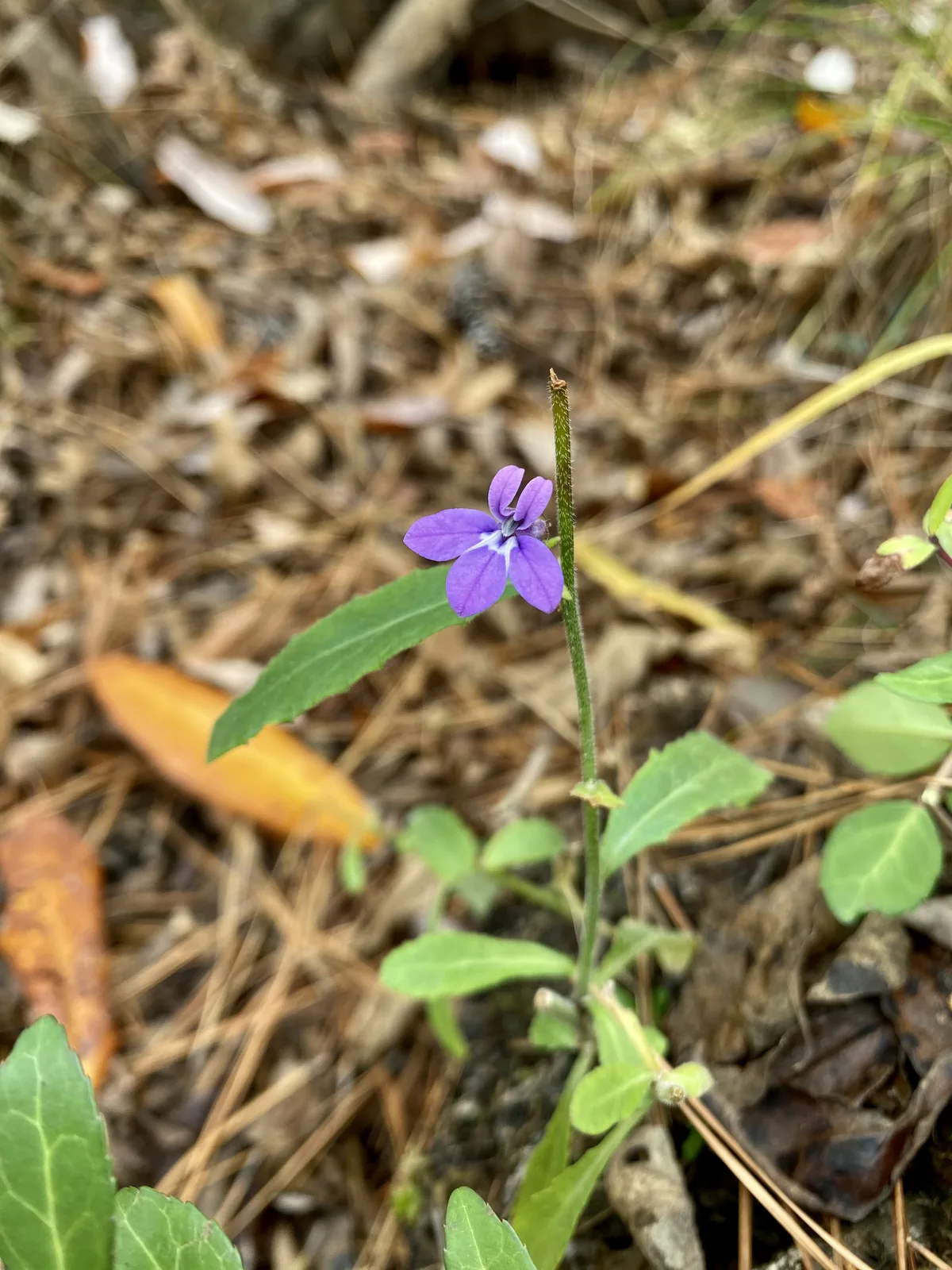 Downy Lobelia (Lobelia puberula)