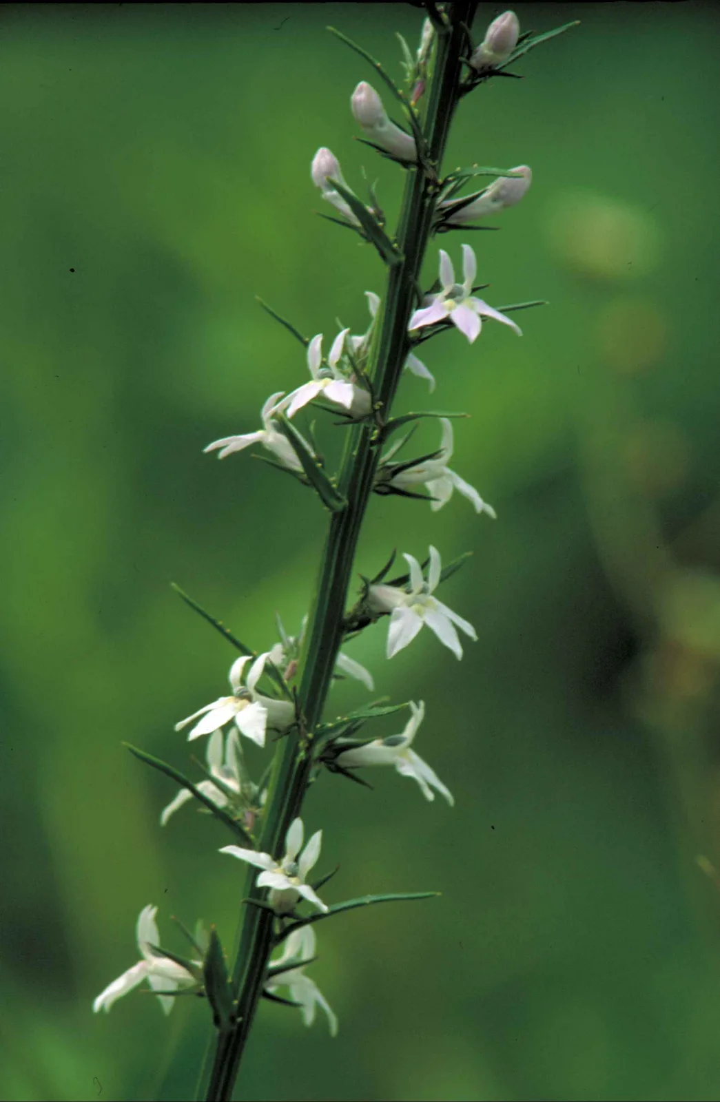 Pale Spiked Lobelia (Lobelia spicata)