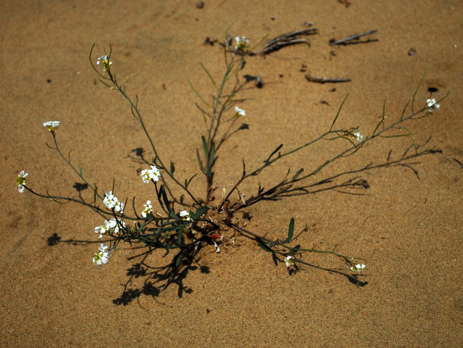 Lyreleaf Rockcress (Arabidopsis lyrata)