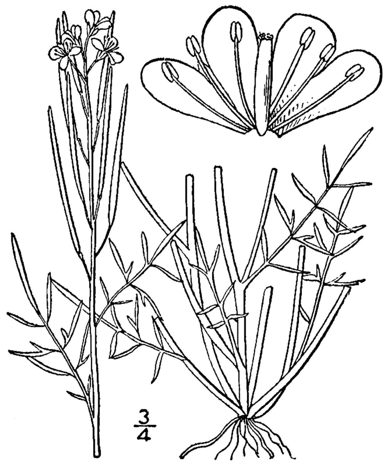 Sand Bittercress (Cardamine parviflora)