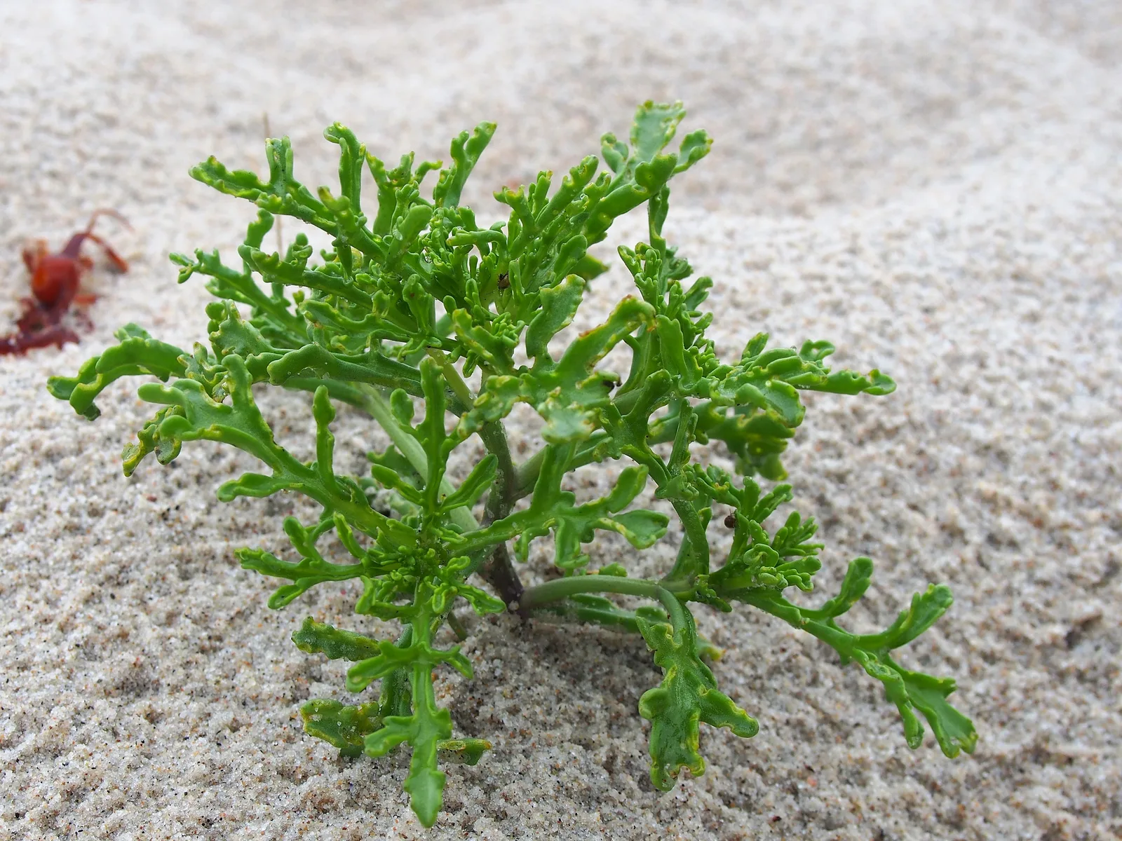 Sea Rocket (Cakile maritima)