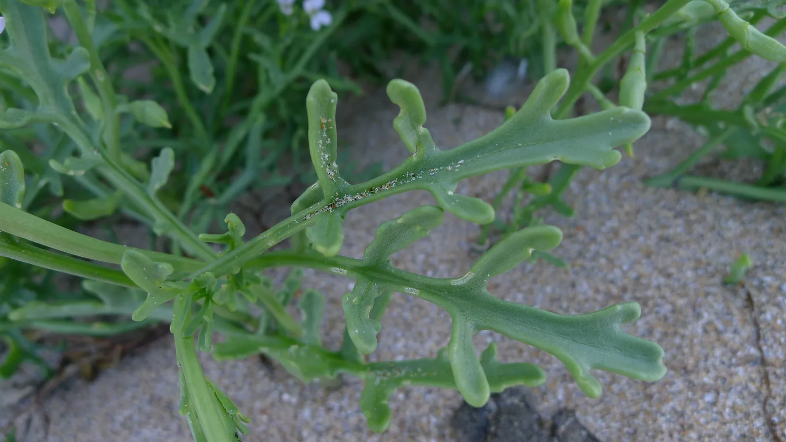 American Sea Rocket (Cakile edentula)