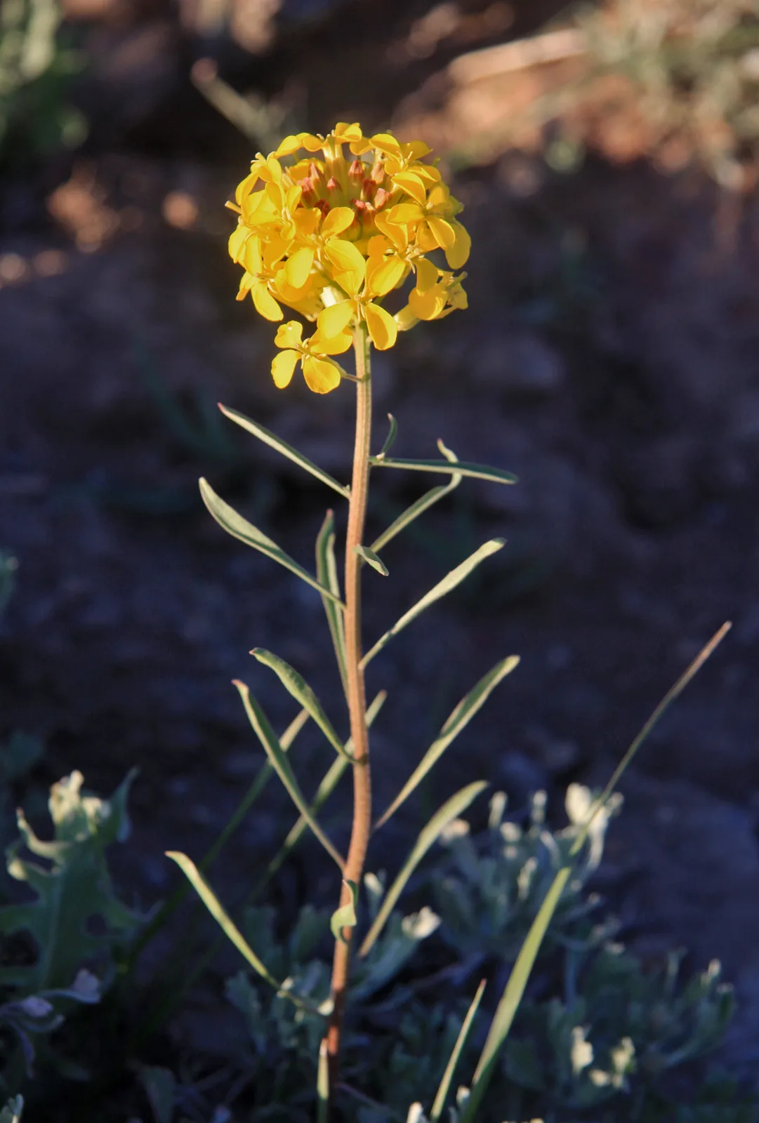 Western Wallflower (Erysimum capitatum)
