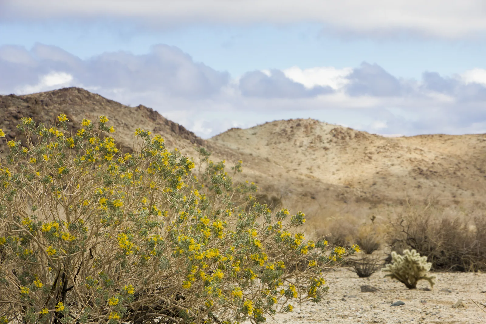 Bladderpod (Peritoma arborea)