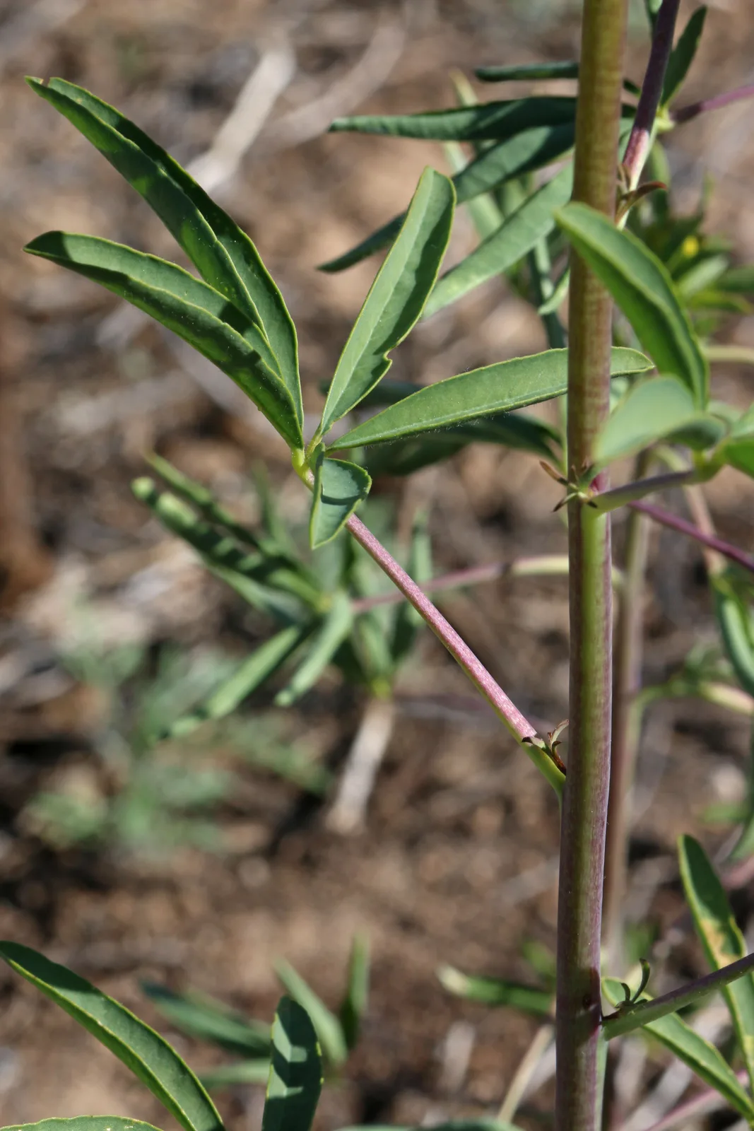 Yellow Beeplant