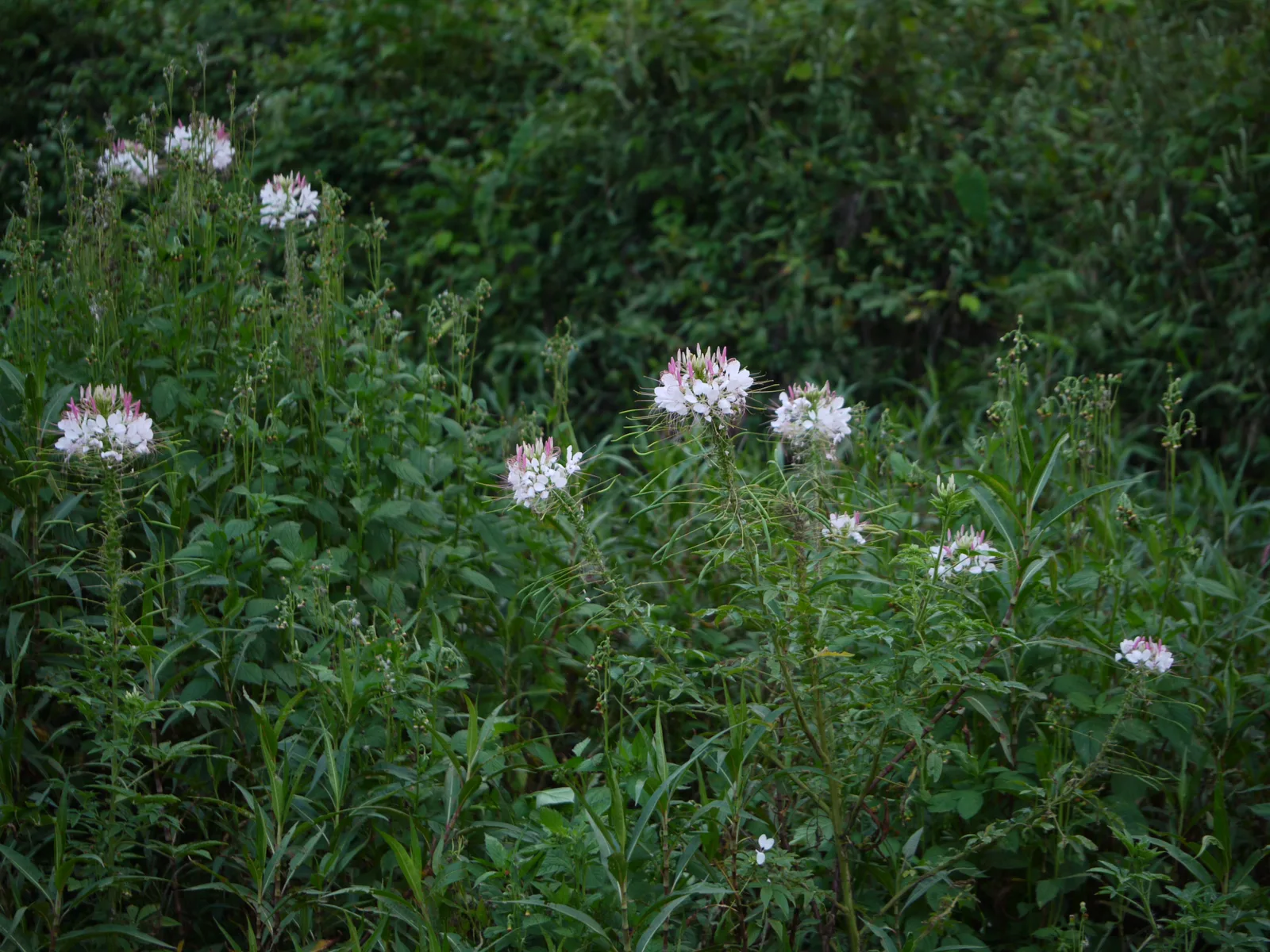 Spider Flower
