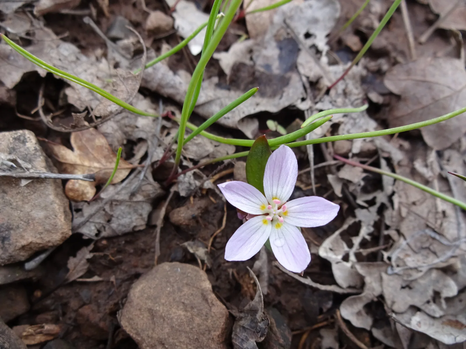 Lanceleaf Springbeauty