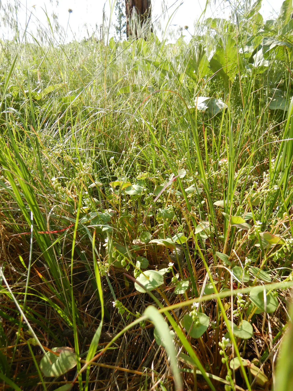 Streambank Springbeauty