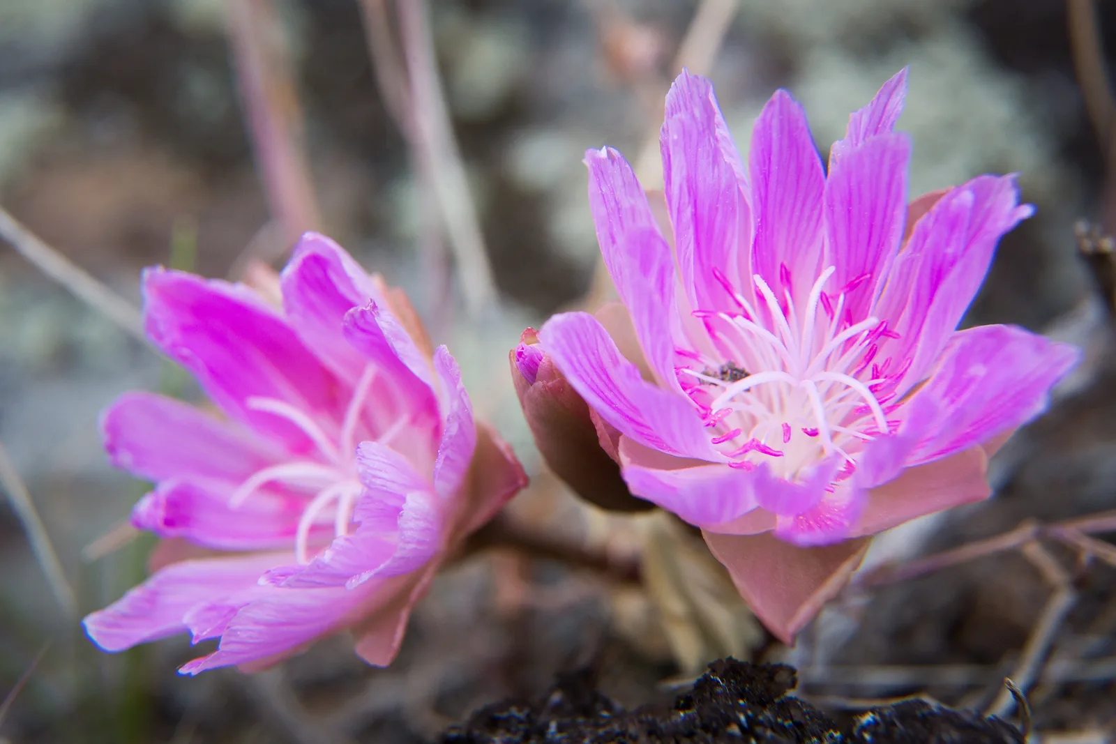 Bitterroot (Lewisia rediviva)
