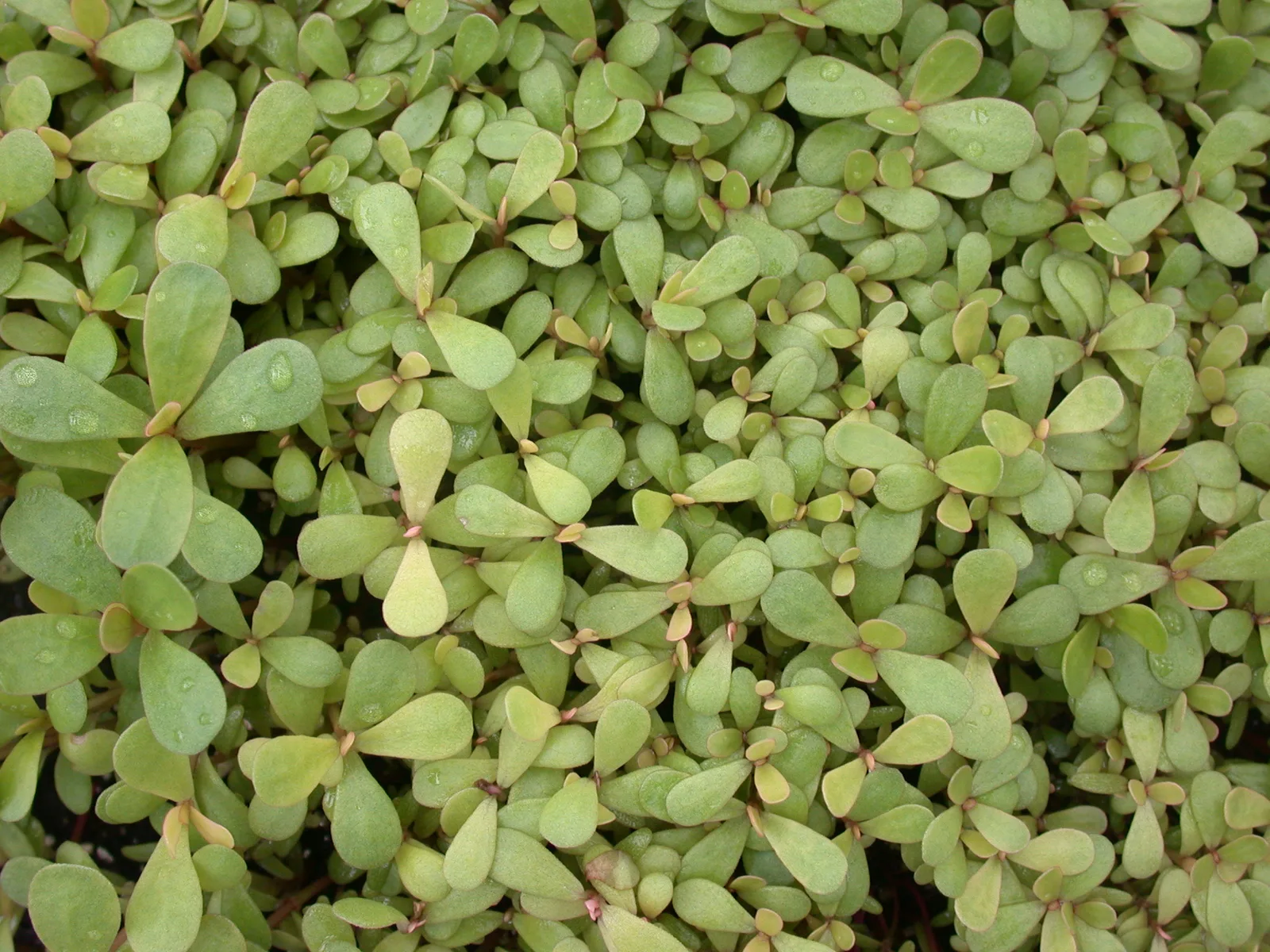Common Purslane (Portulaca oleracea)