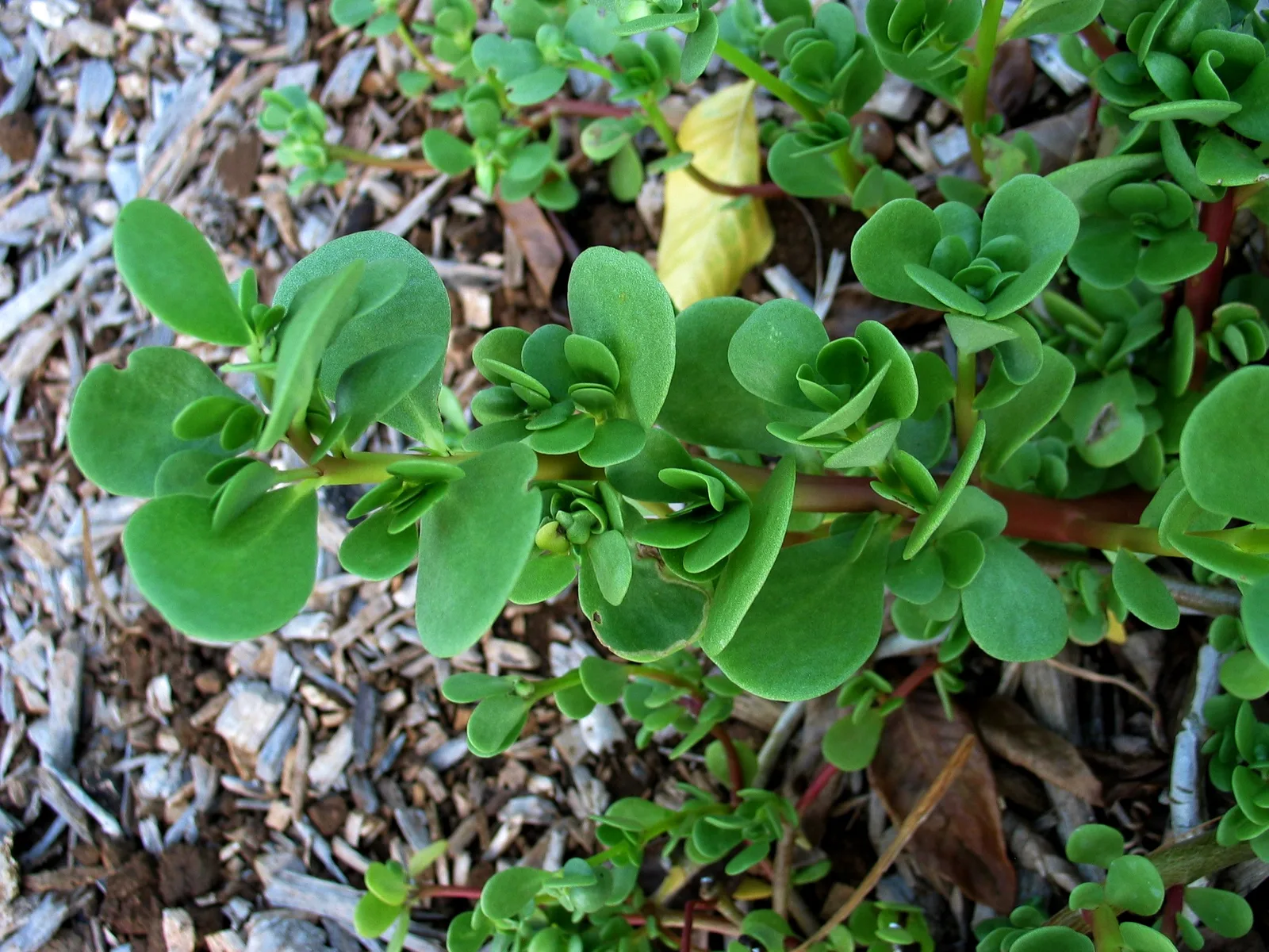 Yellow Purslane (Portulaca lutea)