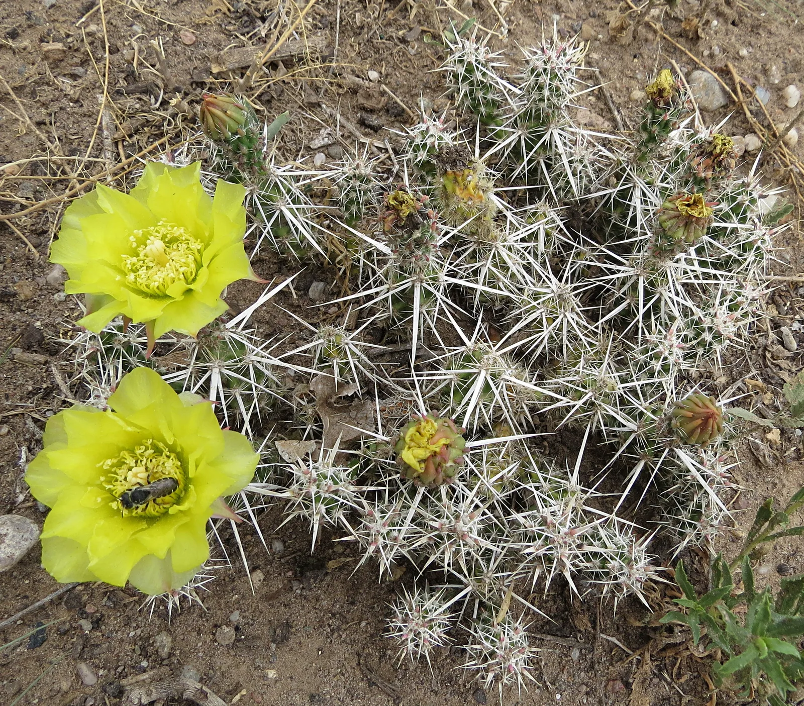Club Cholla (Grusonia clavata)