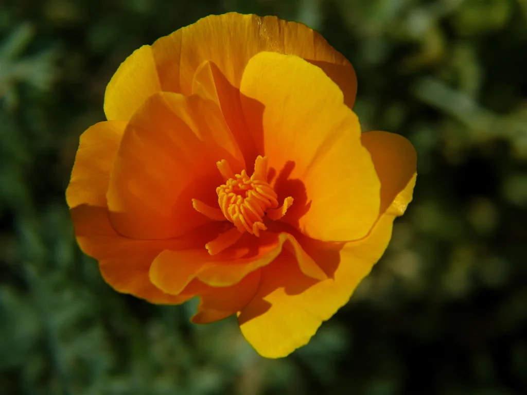 Tufted Poppy (Eschscholzia caespitosa)