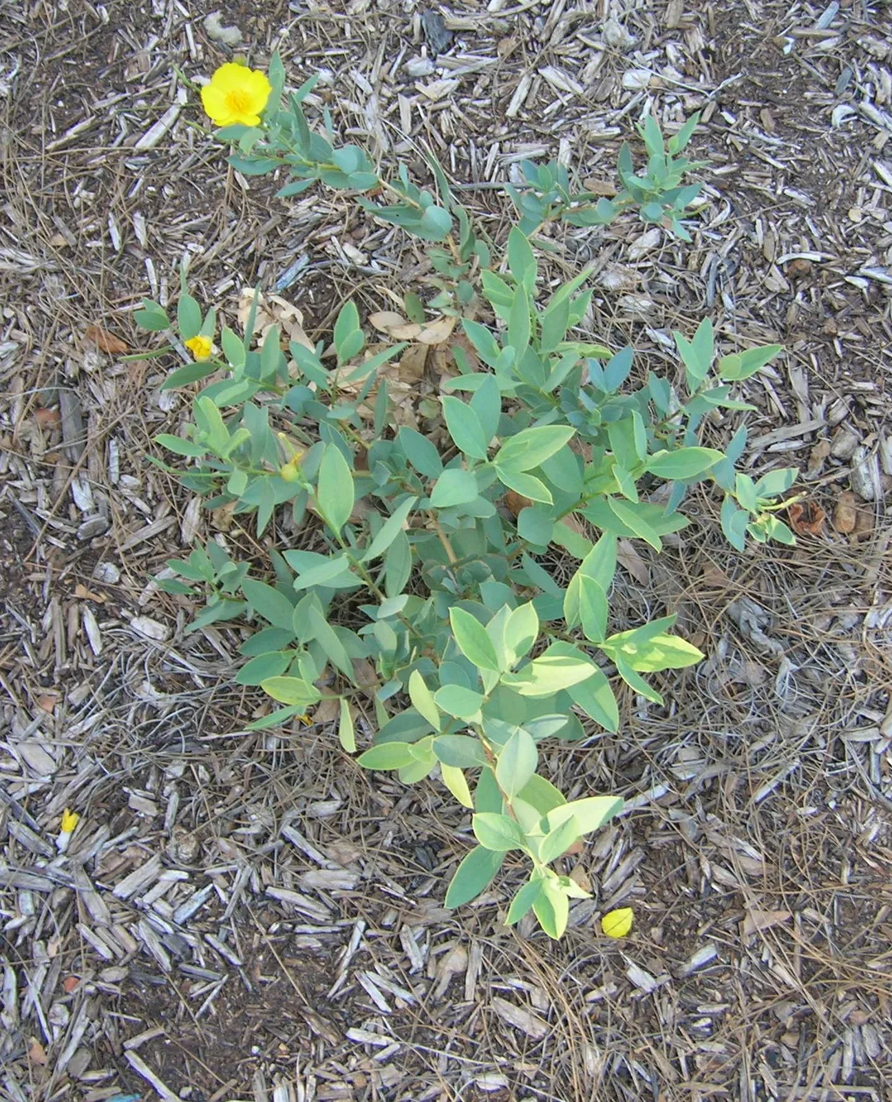 Bush Poppy