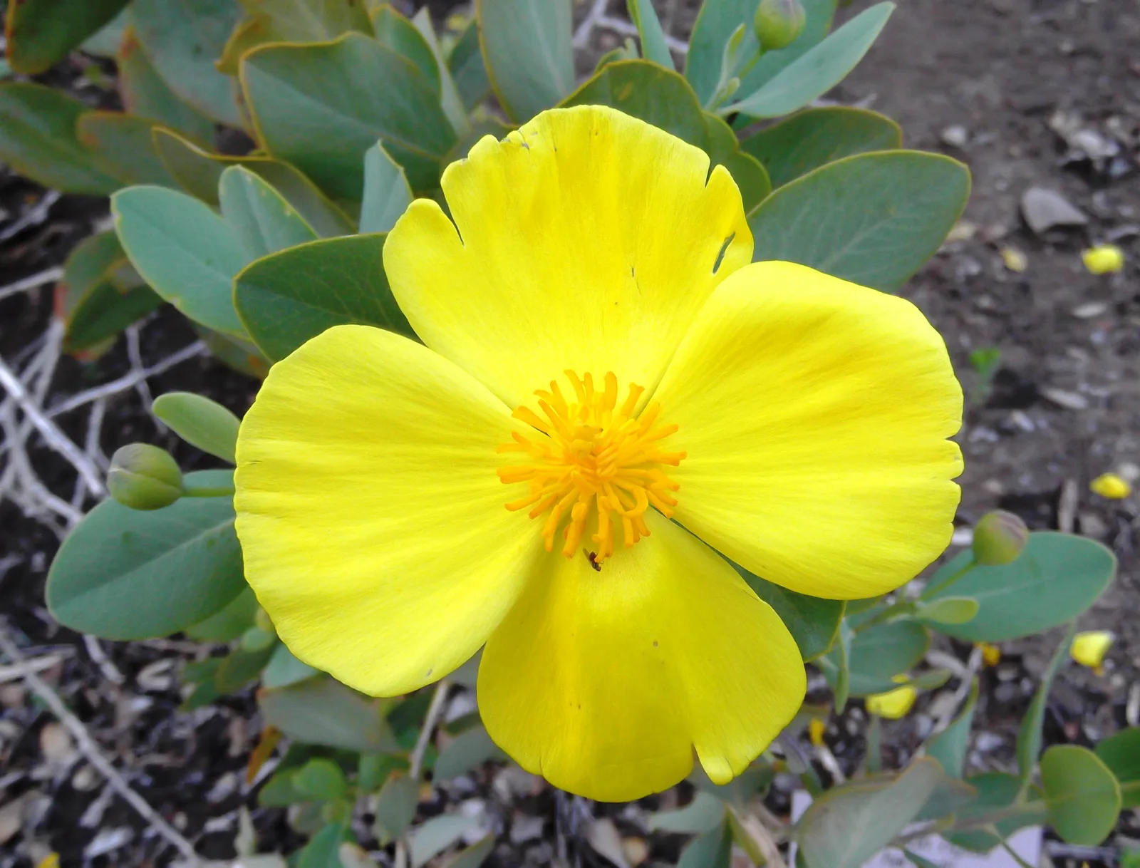 Island Bush Poppy