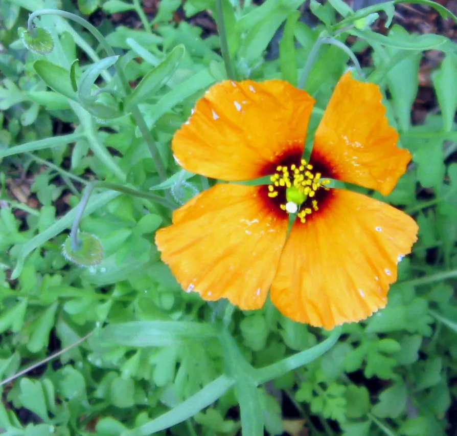 Wind Poppy (Papaver heterophyllum)