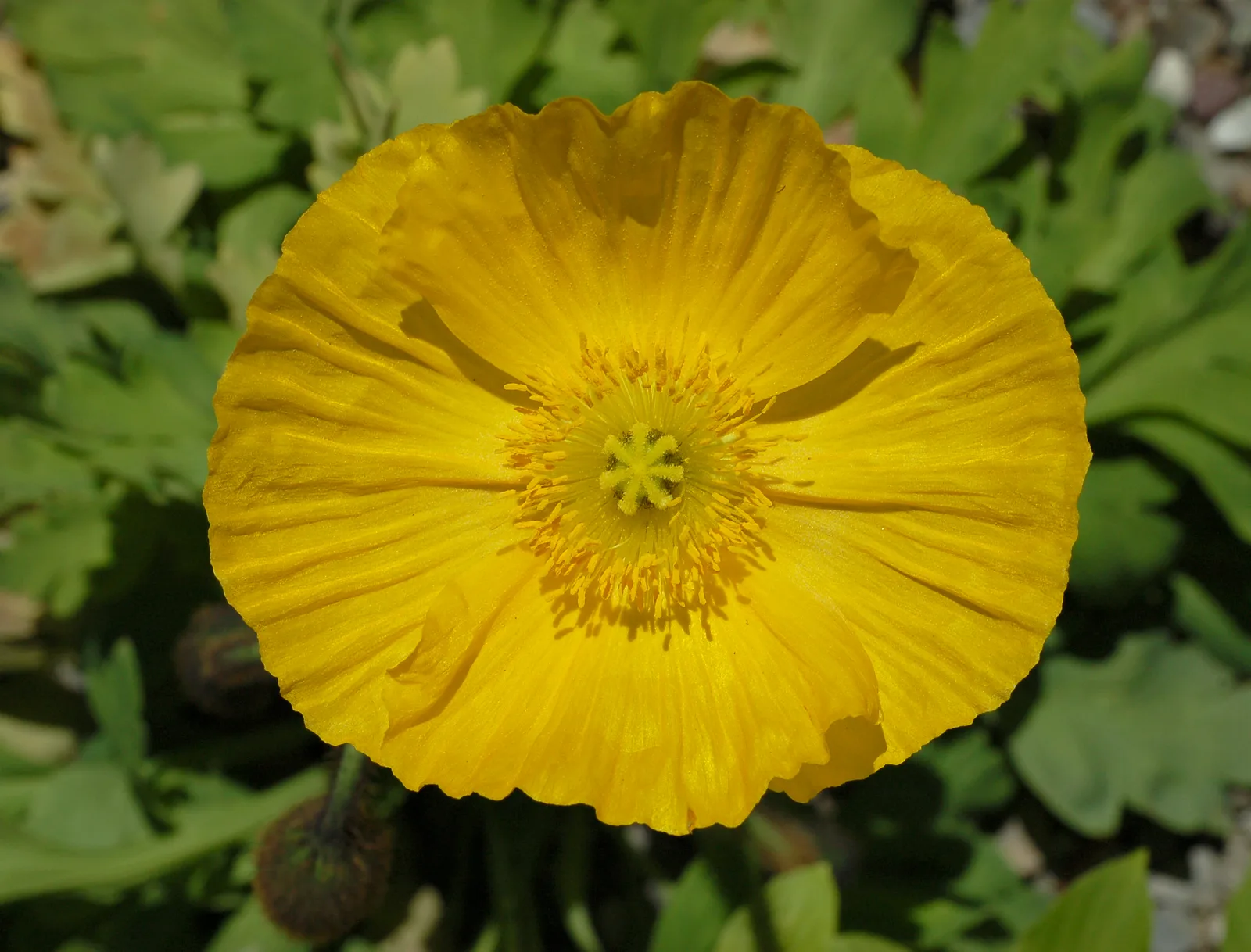 Iceland Poppy (Papaver nudicaule)