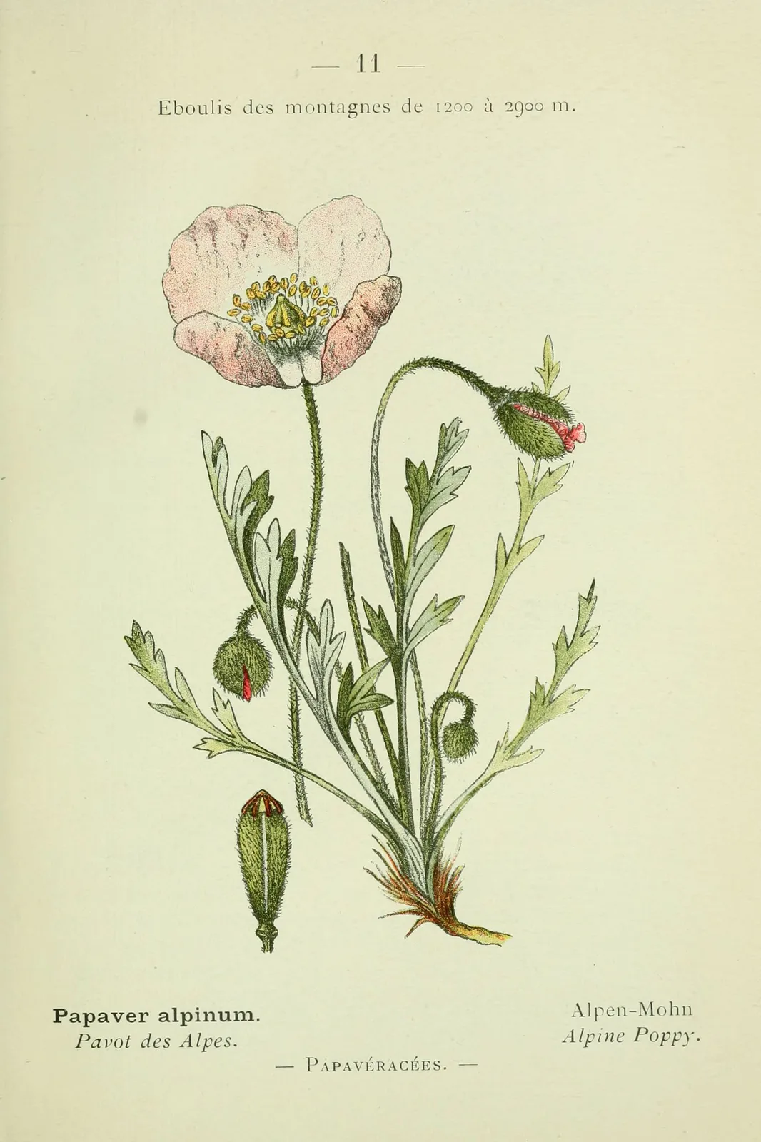 Alpine Poppy (Papaver alpinum)