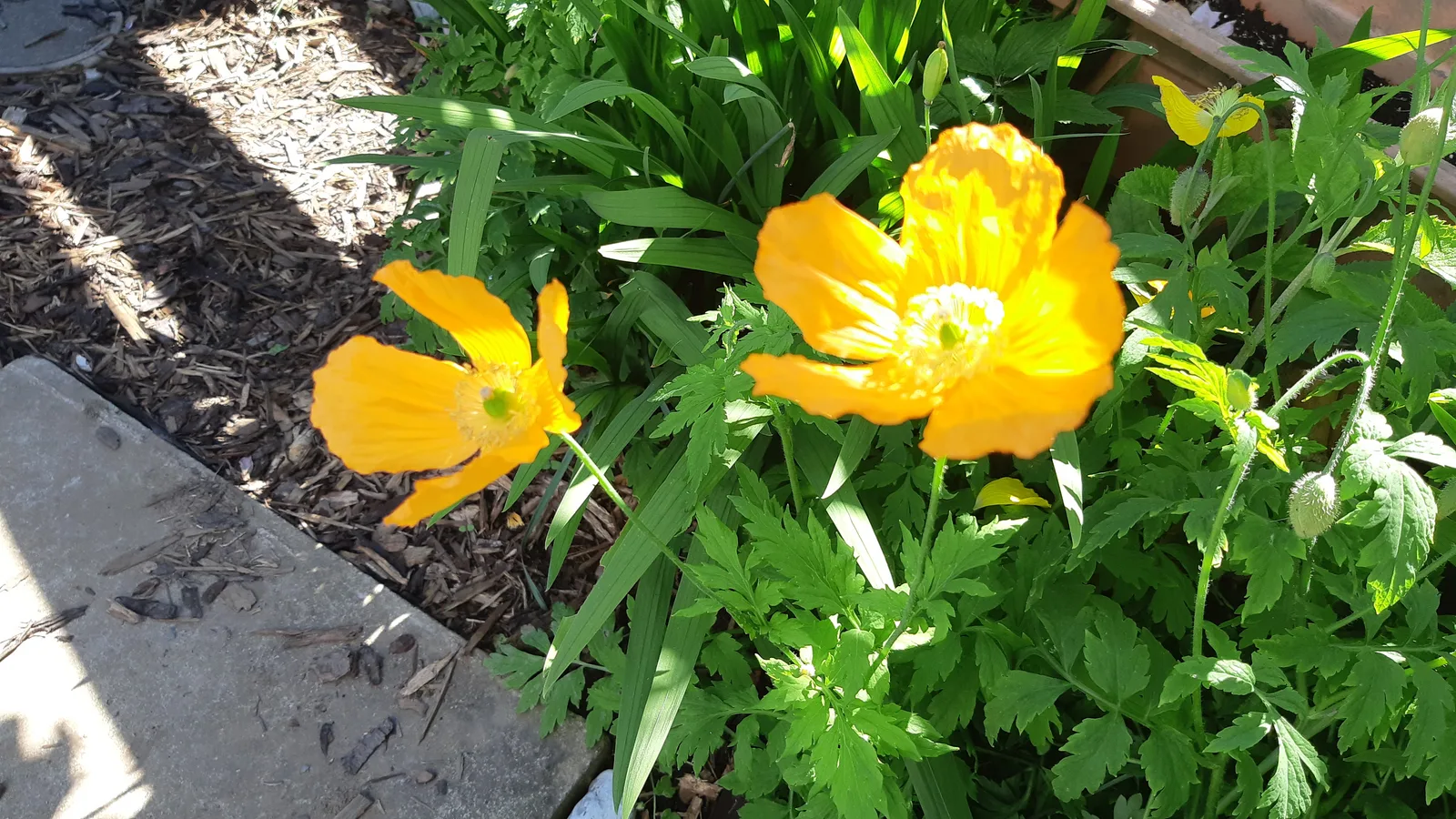 Welsh Poppy (Papaver cambricum)