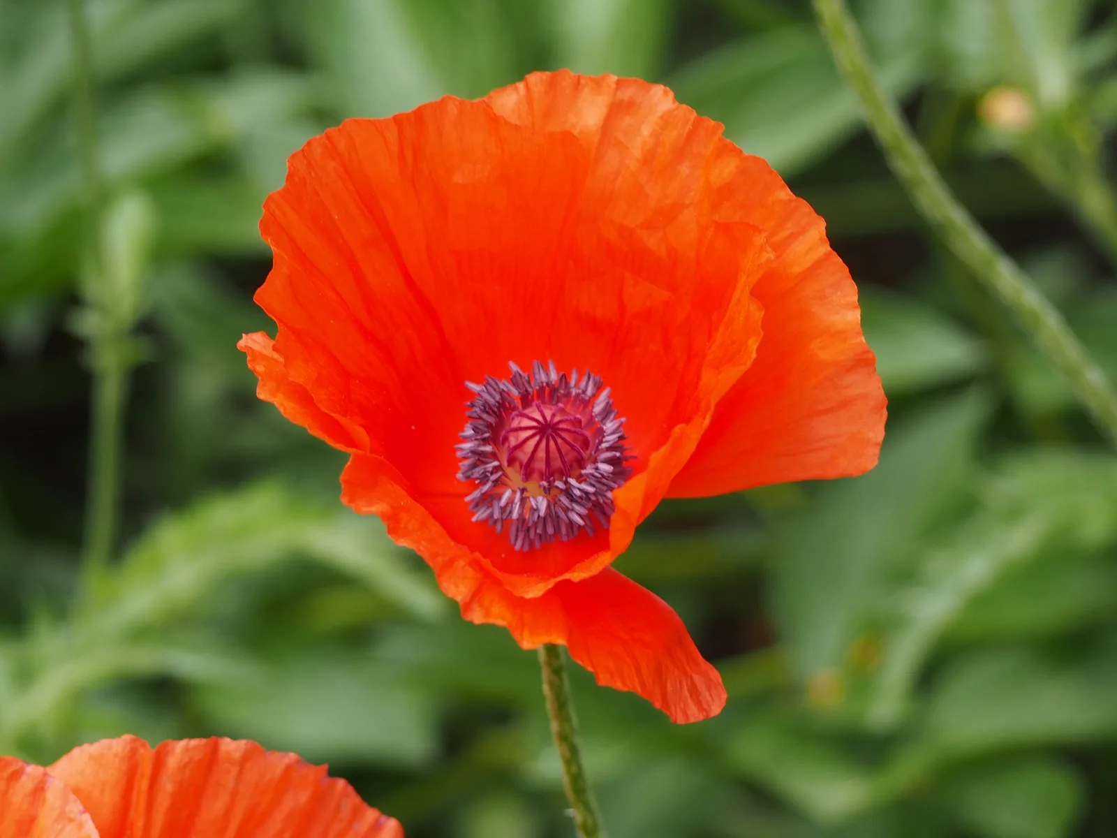 Oriental Poppy (Papaver orientale)