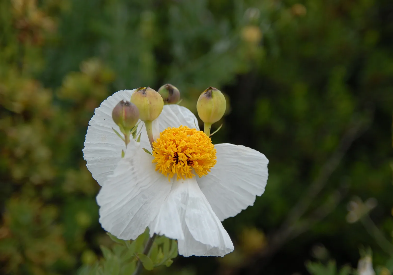 Prickly Poppy (Argemone polyanthemos)