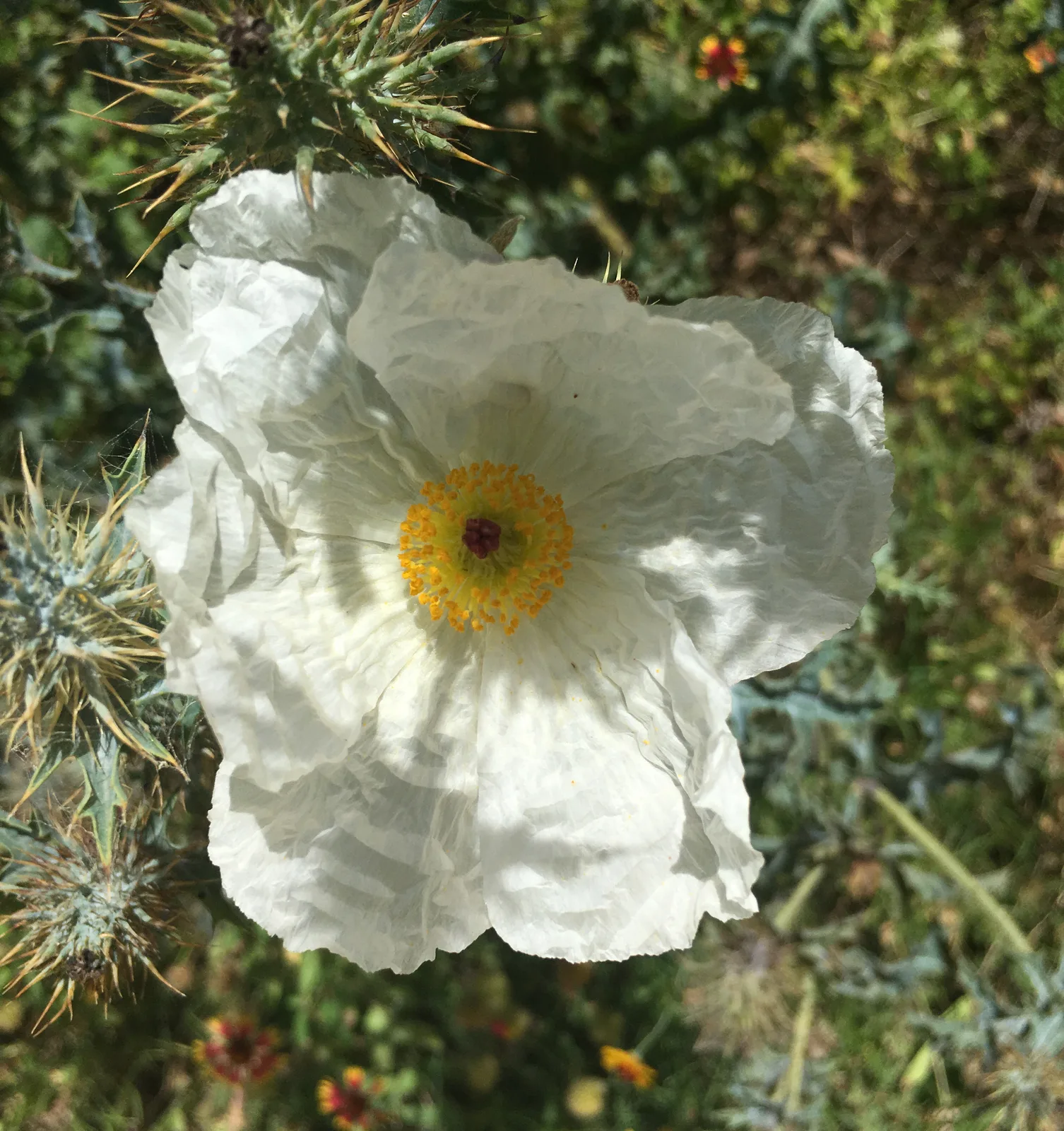 White Prickly Poppy (Argemone albiflora)