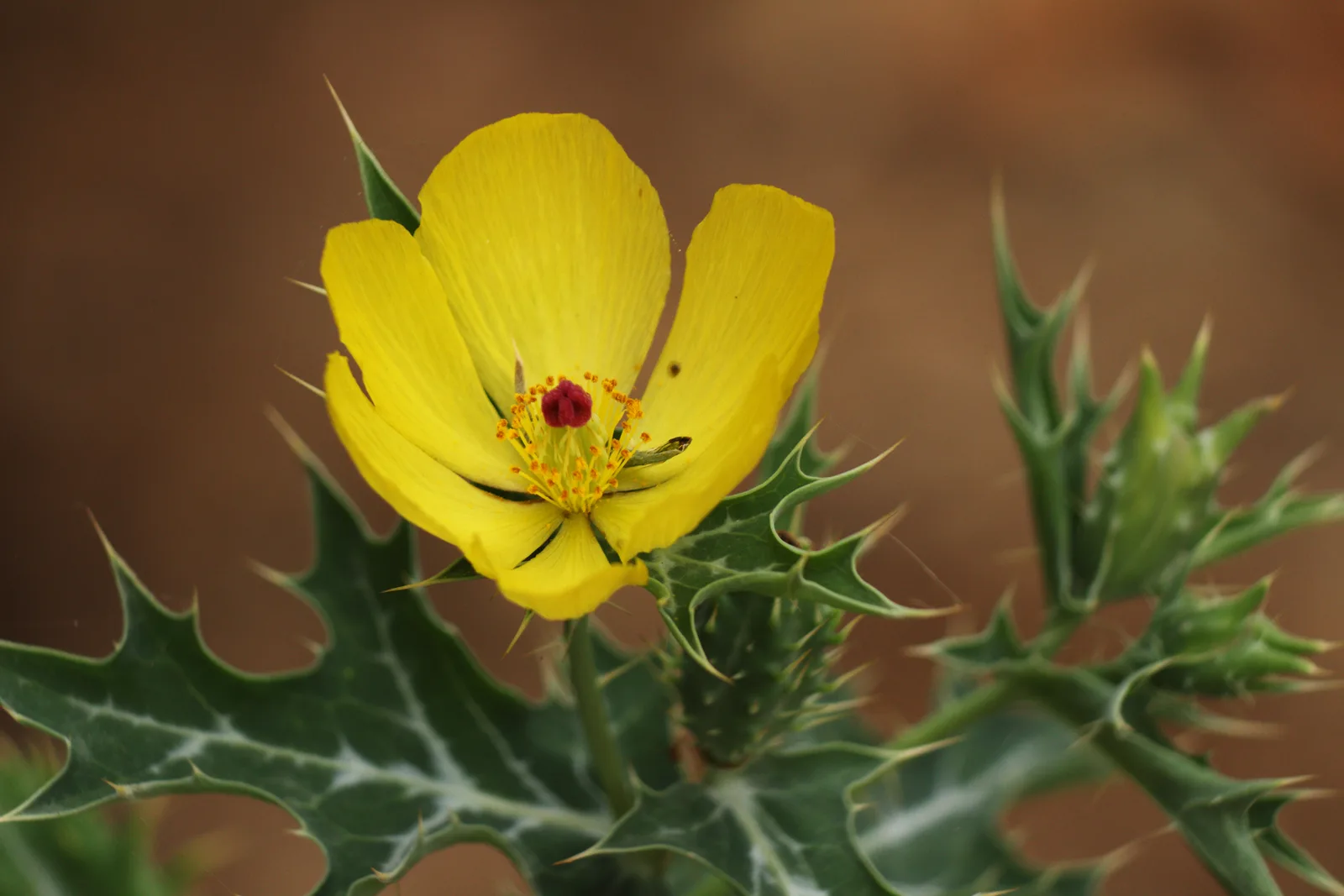 Mexican Prickly Poppy (Argemone mexicana)