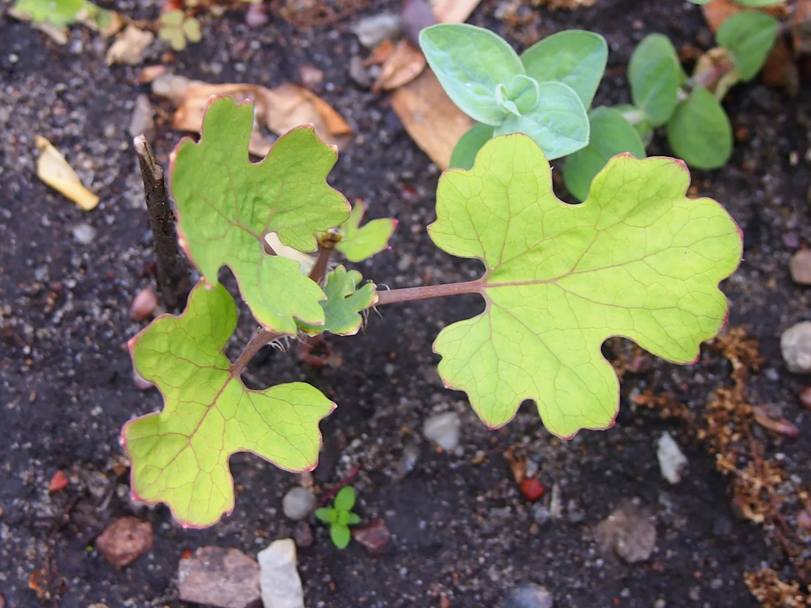 Plume Poppy (Macleaya cordata)