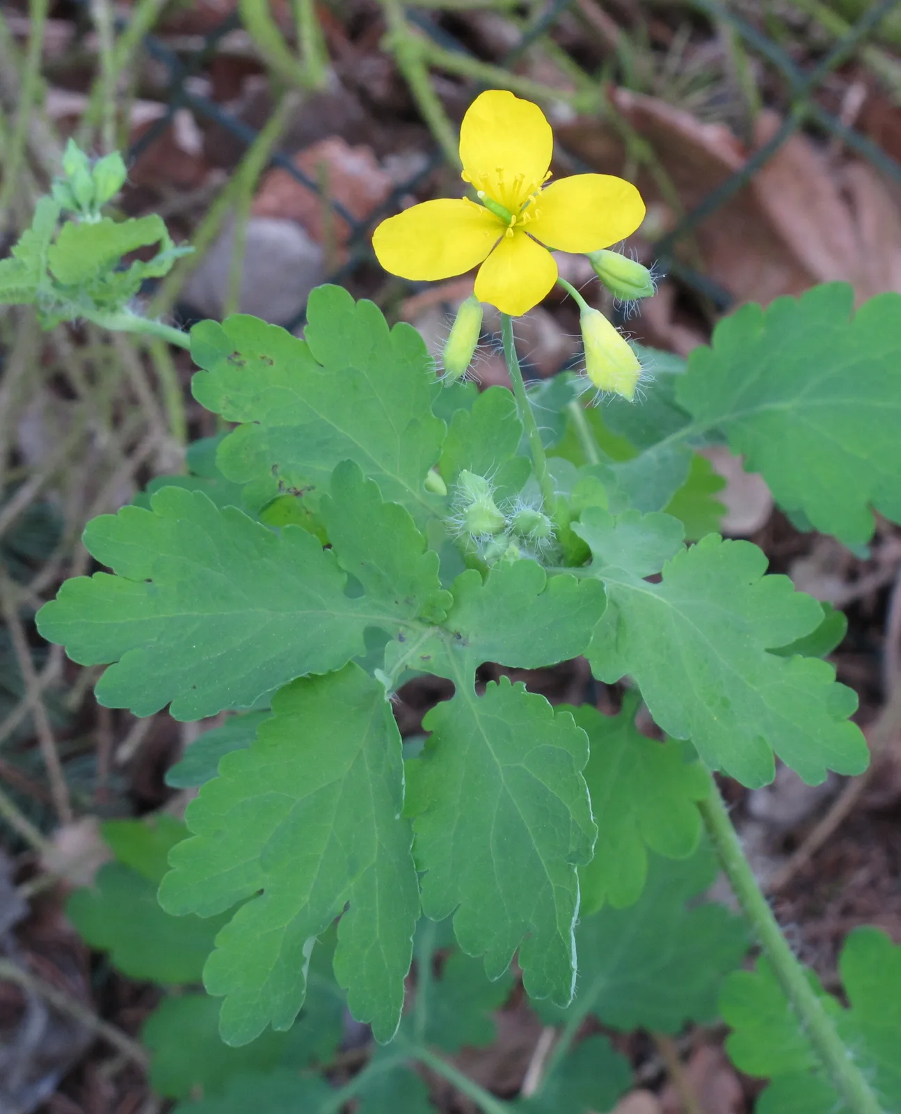 Greater Celandine (Chelidonium majus)