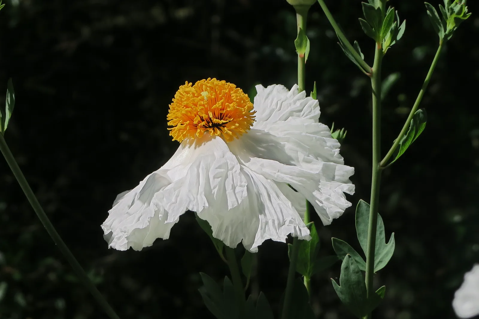 Matilija Poppy