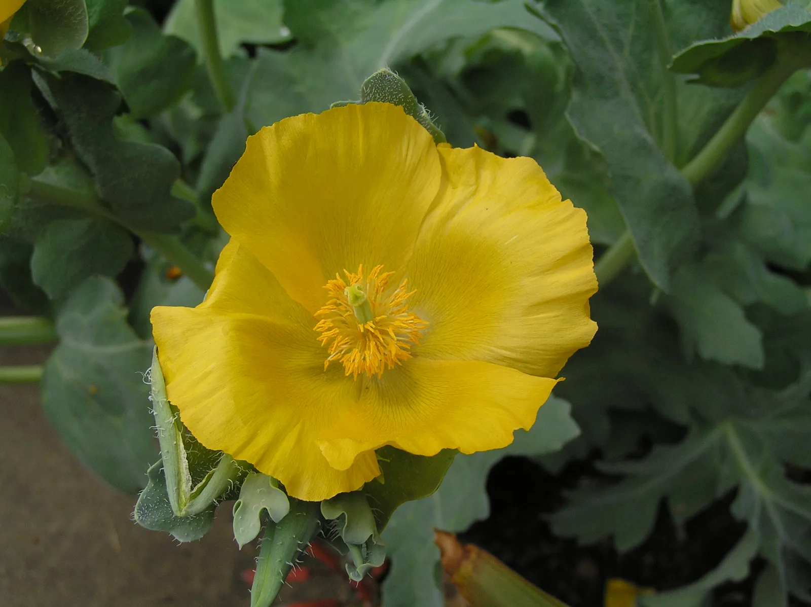 Yellow Horned Poppy