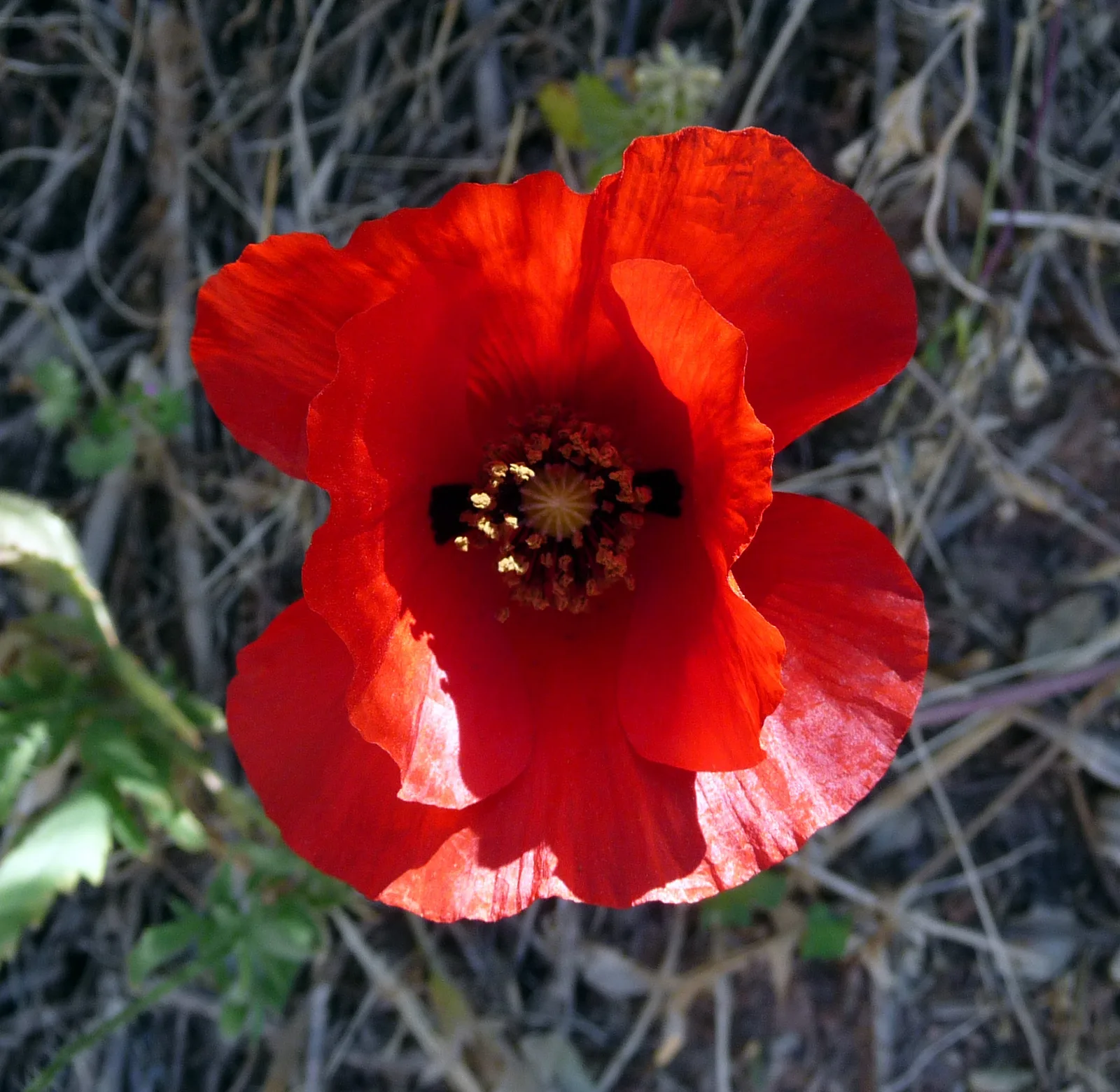 Red Horned Poppy (Glaucium corniculatum)