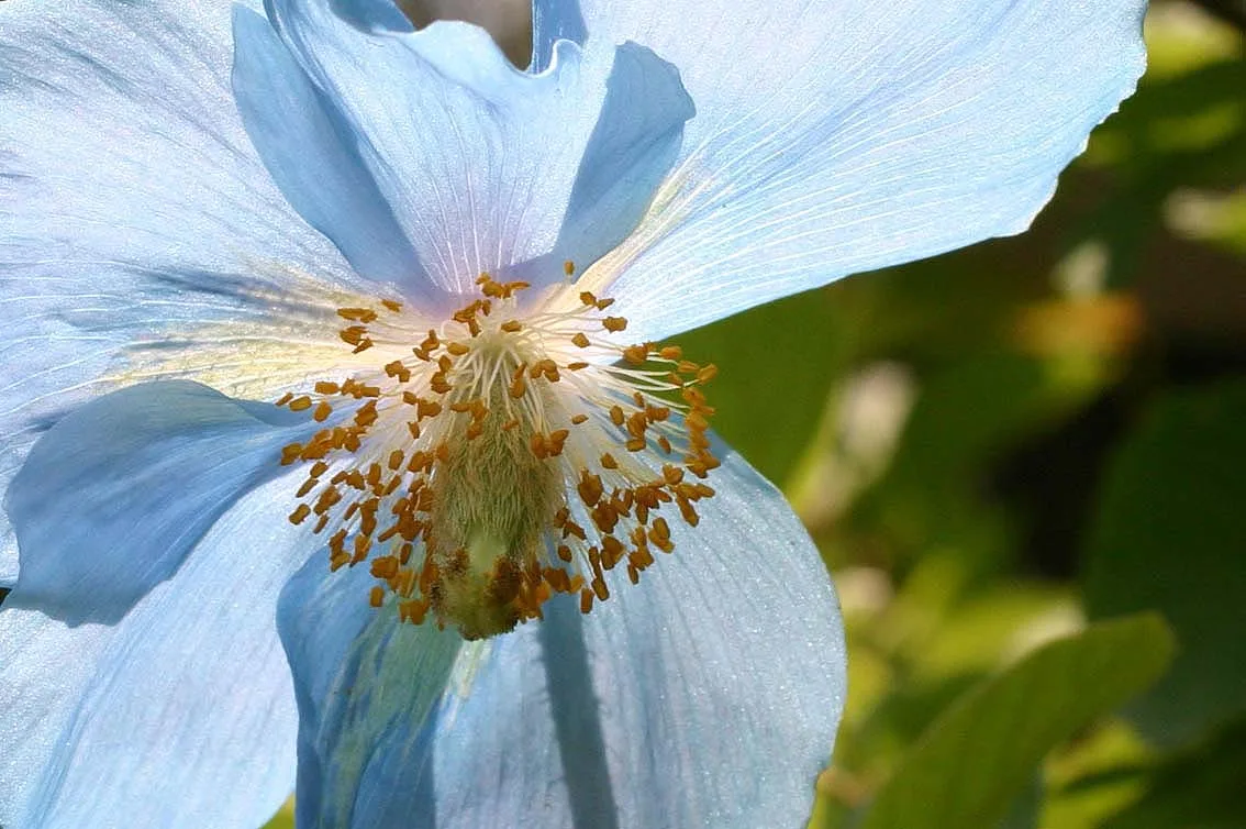 Himalayan Blue Poppy (Meconopsis betonicifolia)