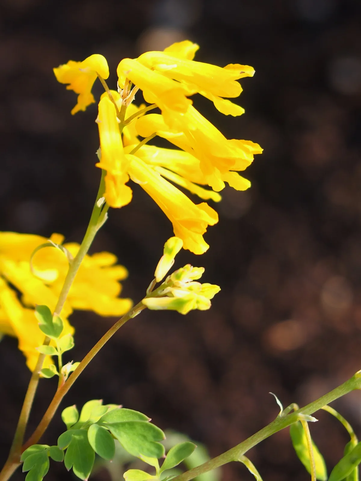 Yellow Corydalis (Pseudofumaria lutea)