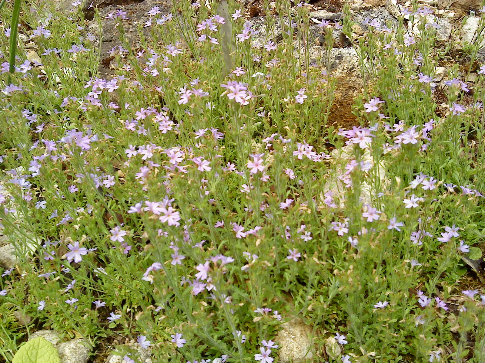 White Corydalis (Pseudofumaria alba)
