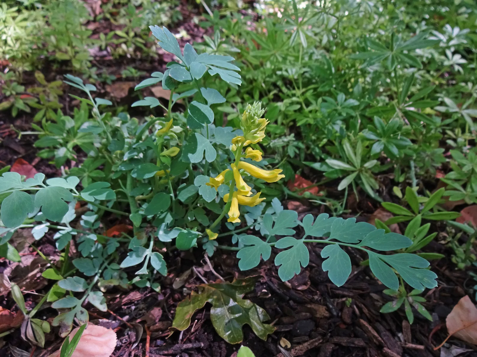 Golden Corydalis