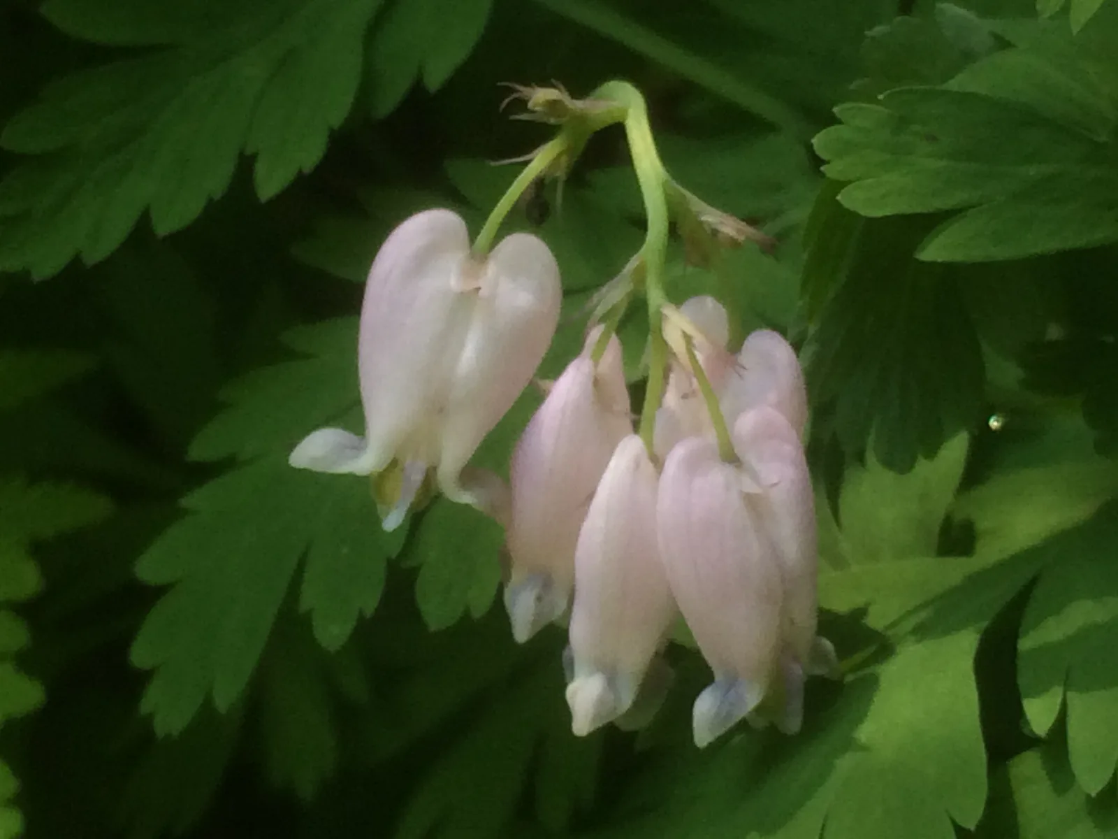 Pacific Bleeding Heart