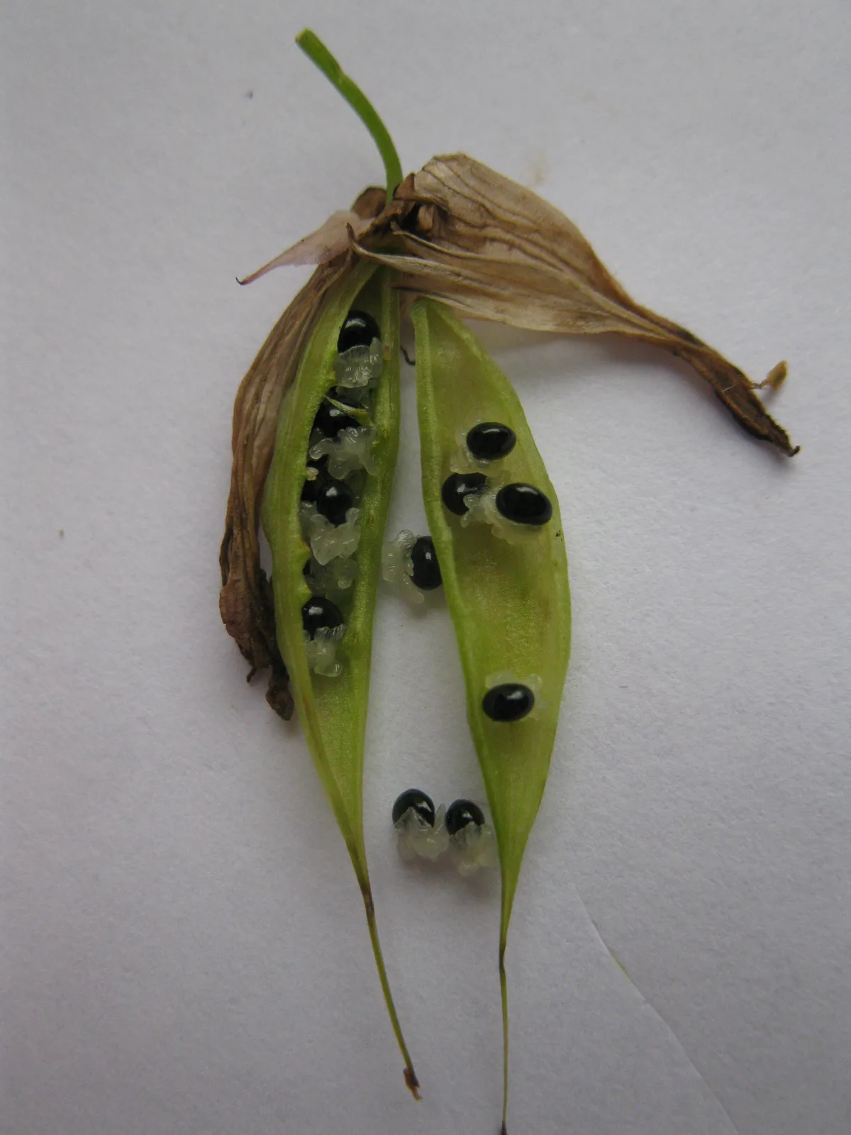 Turkey Corn