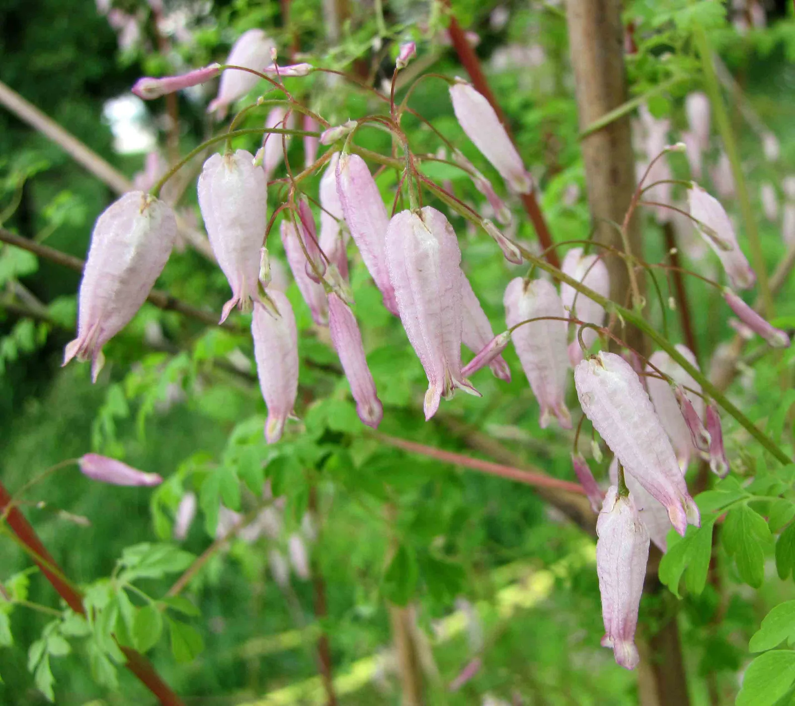 Climbing Fumitory (Adlumia fungosa)