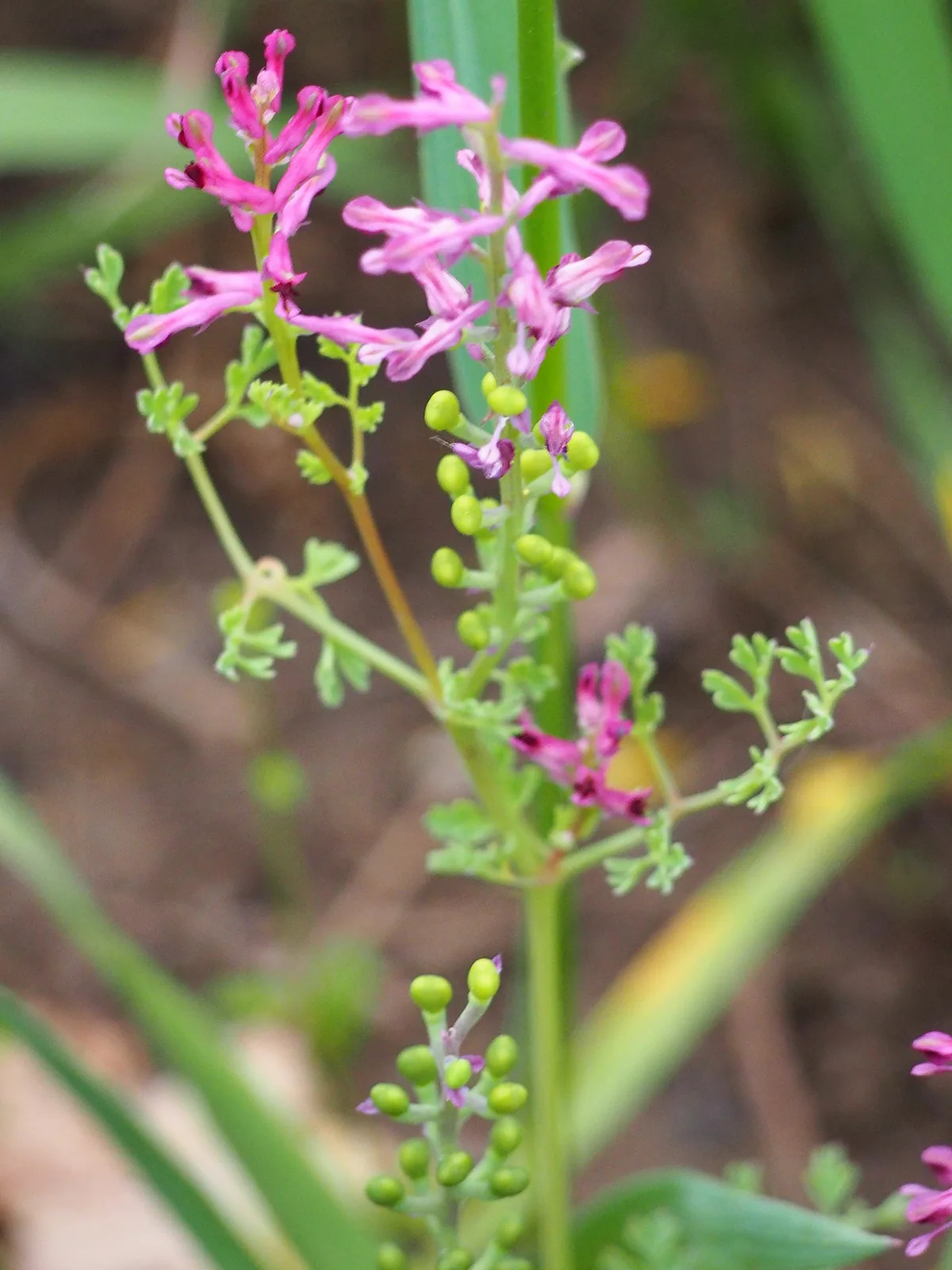 Common Fumitory (Fumaria officinalis)