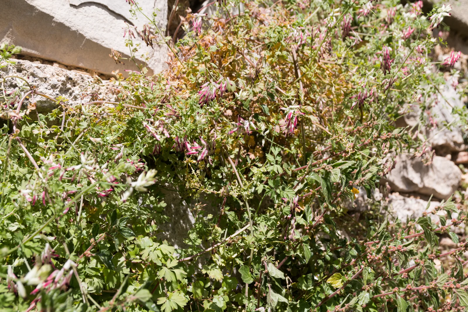 White Ramping Fumitory (Fumaria capreolata)