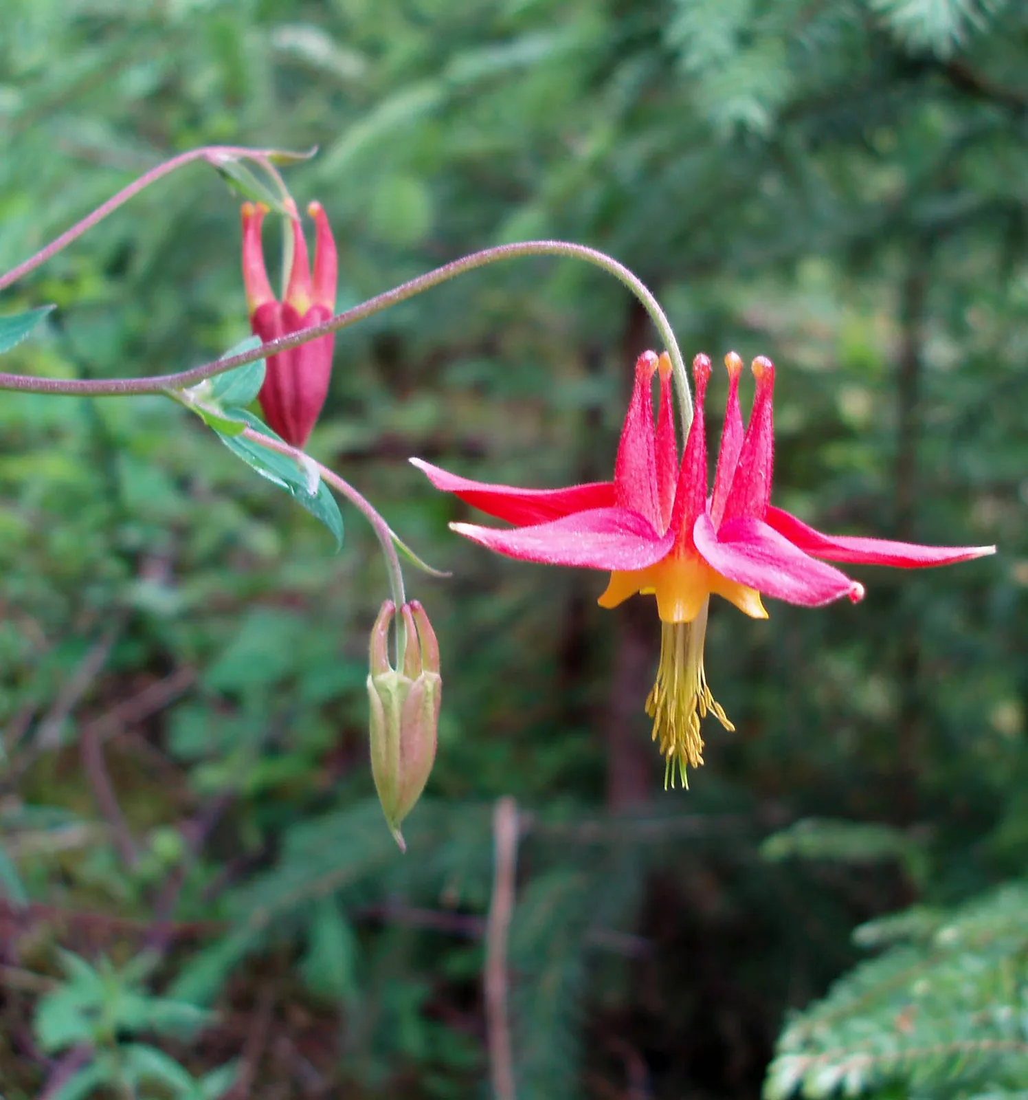 Western Columbine (Aquilegia formosa)