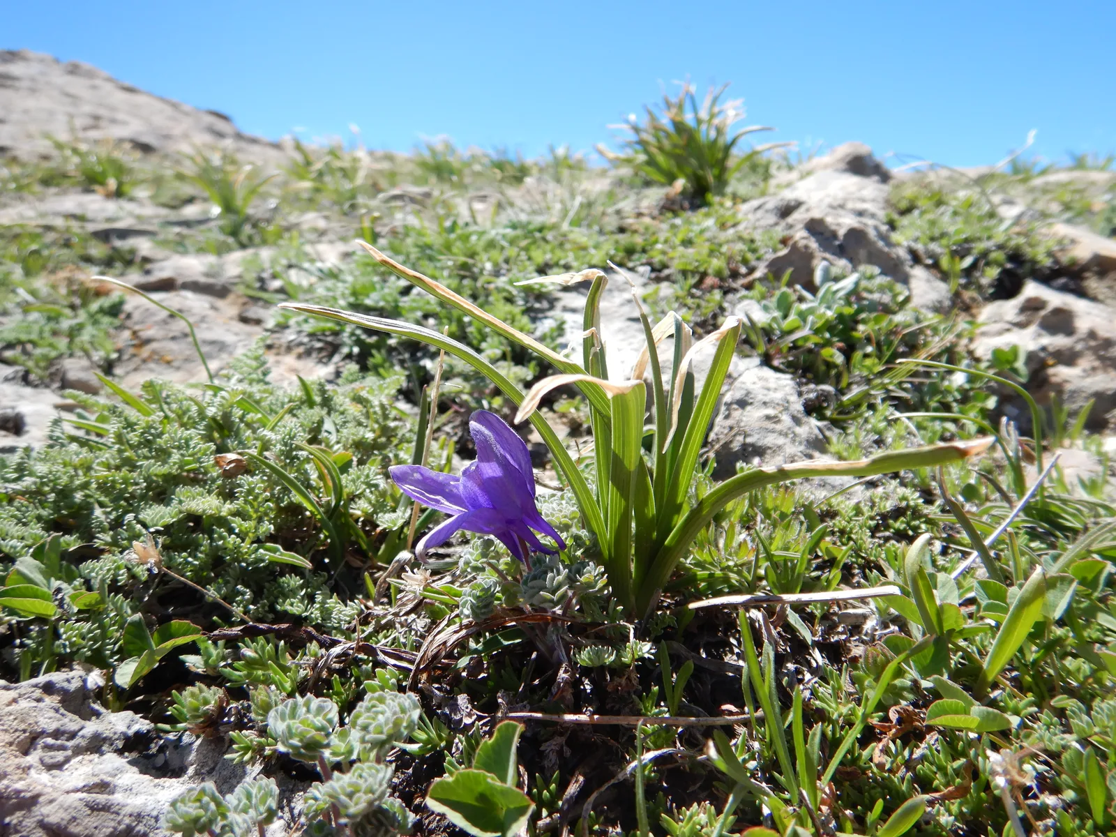 Jones Columbine