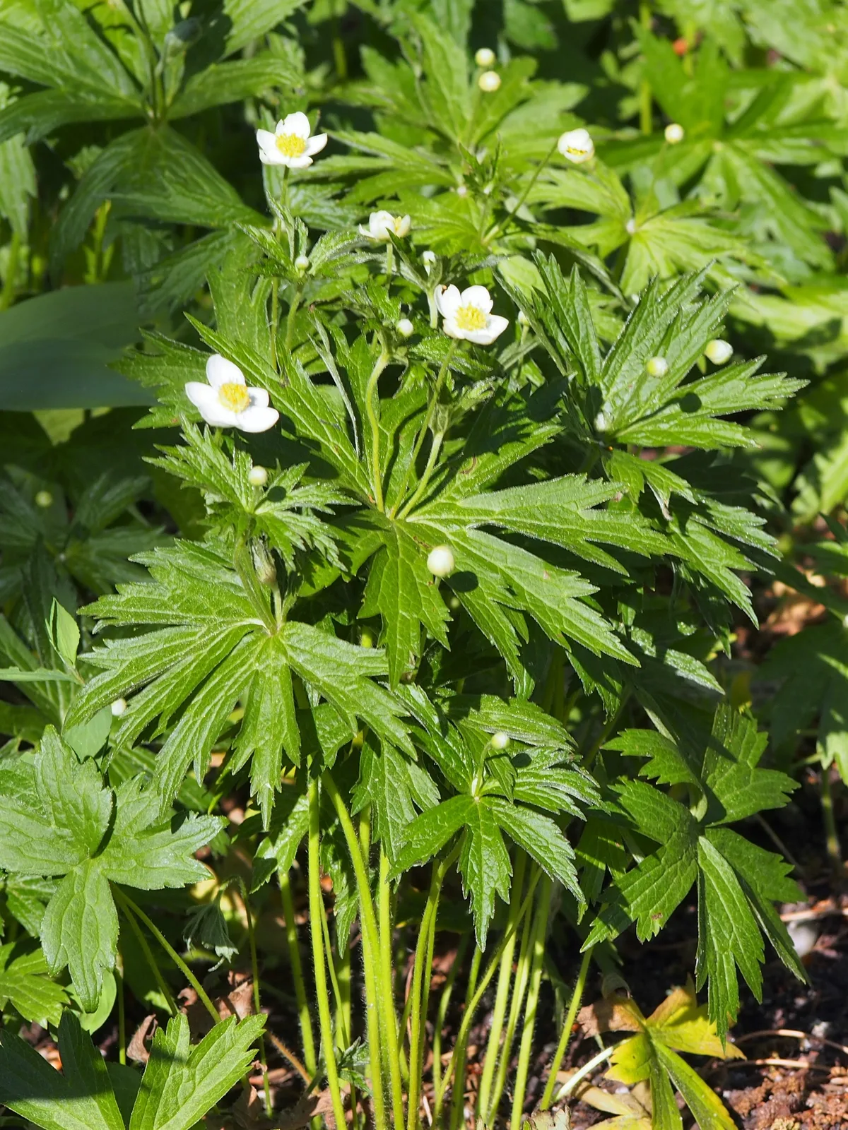 Canadian Anemone